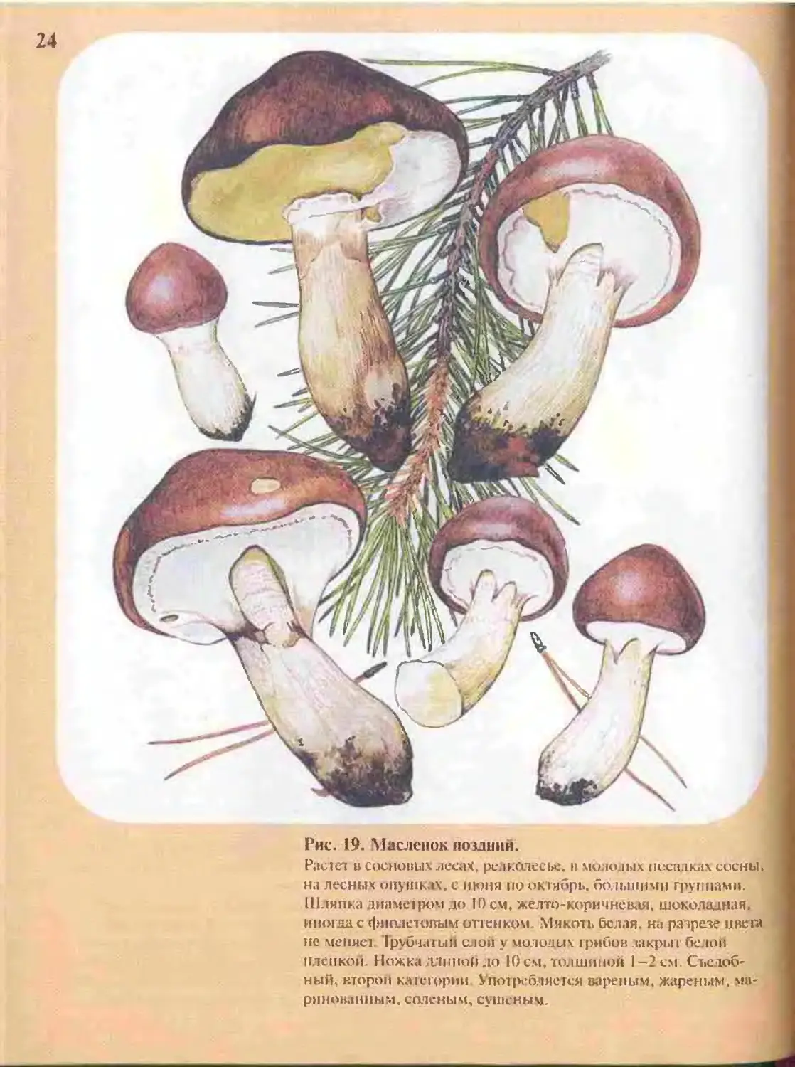 Грибная энциклопедия определитель грибов с фото