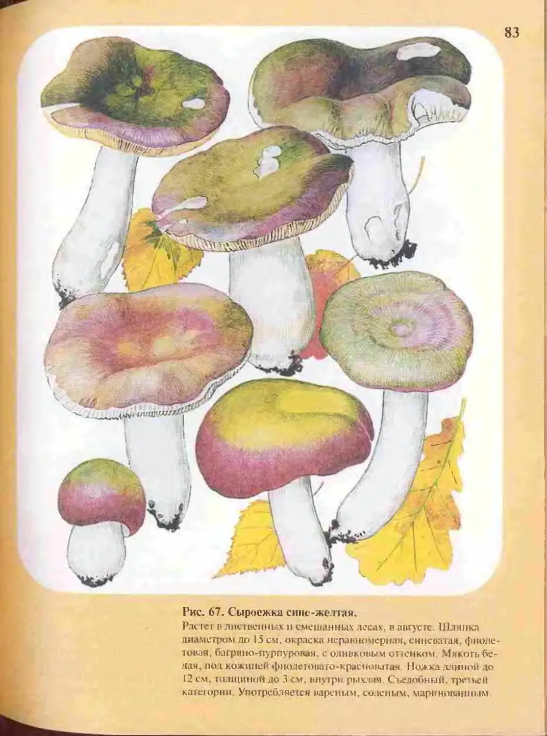 Определитель грибов Сыроежковые