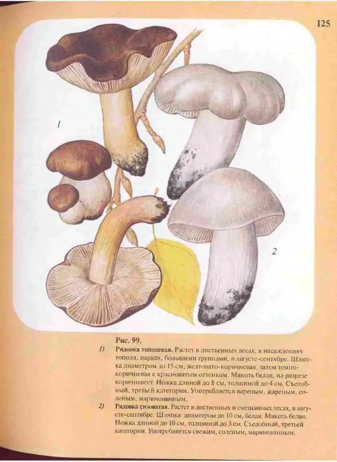 Атлас определитель грибов 4 класс