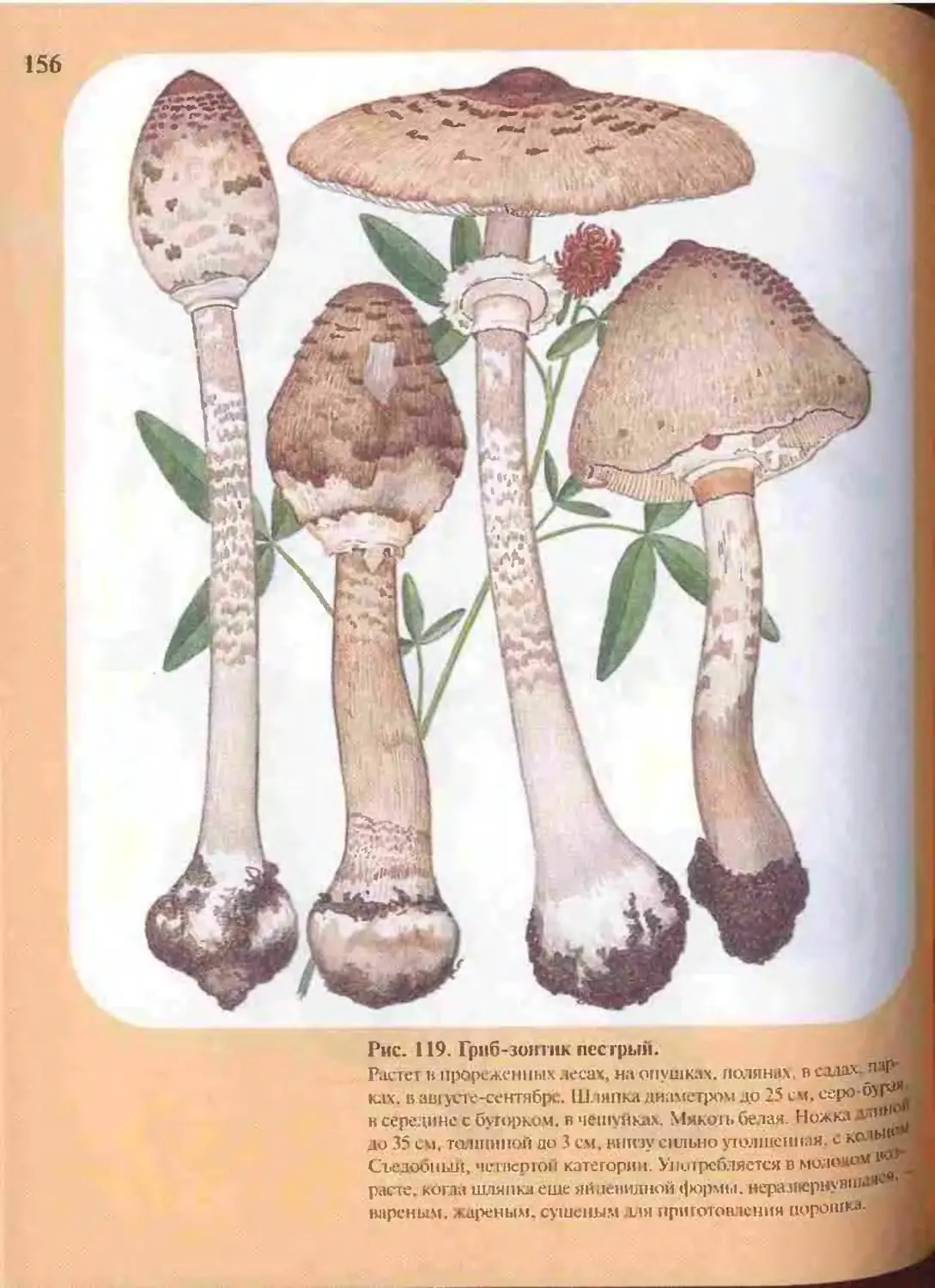 Ядовитые грибы атлас определитель 2 класс
