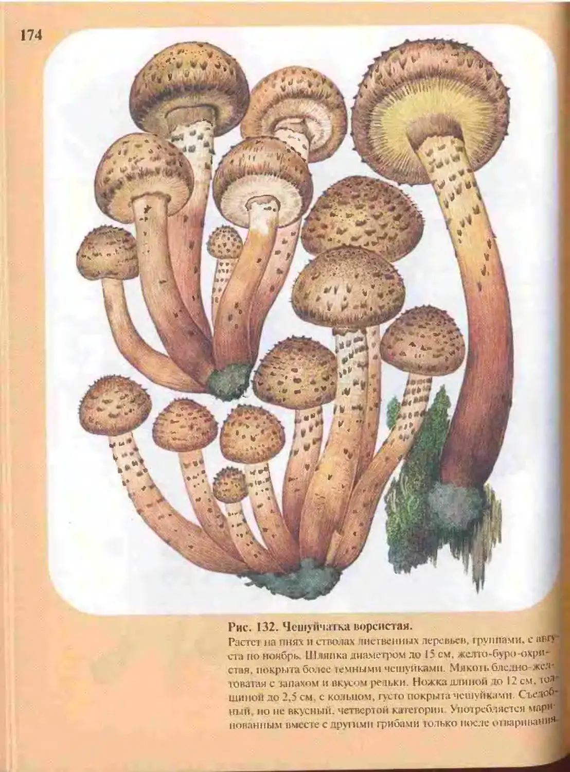Определитель грибов