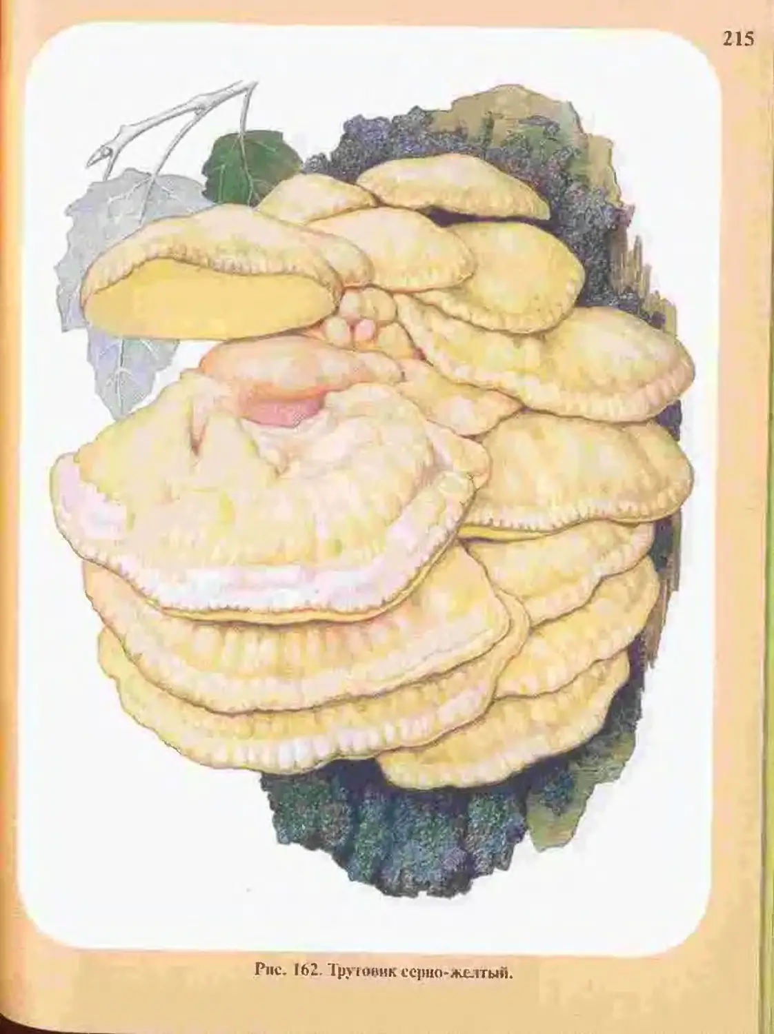 Серо желтый трутовик гриб