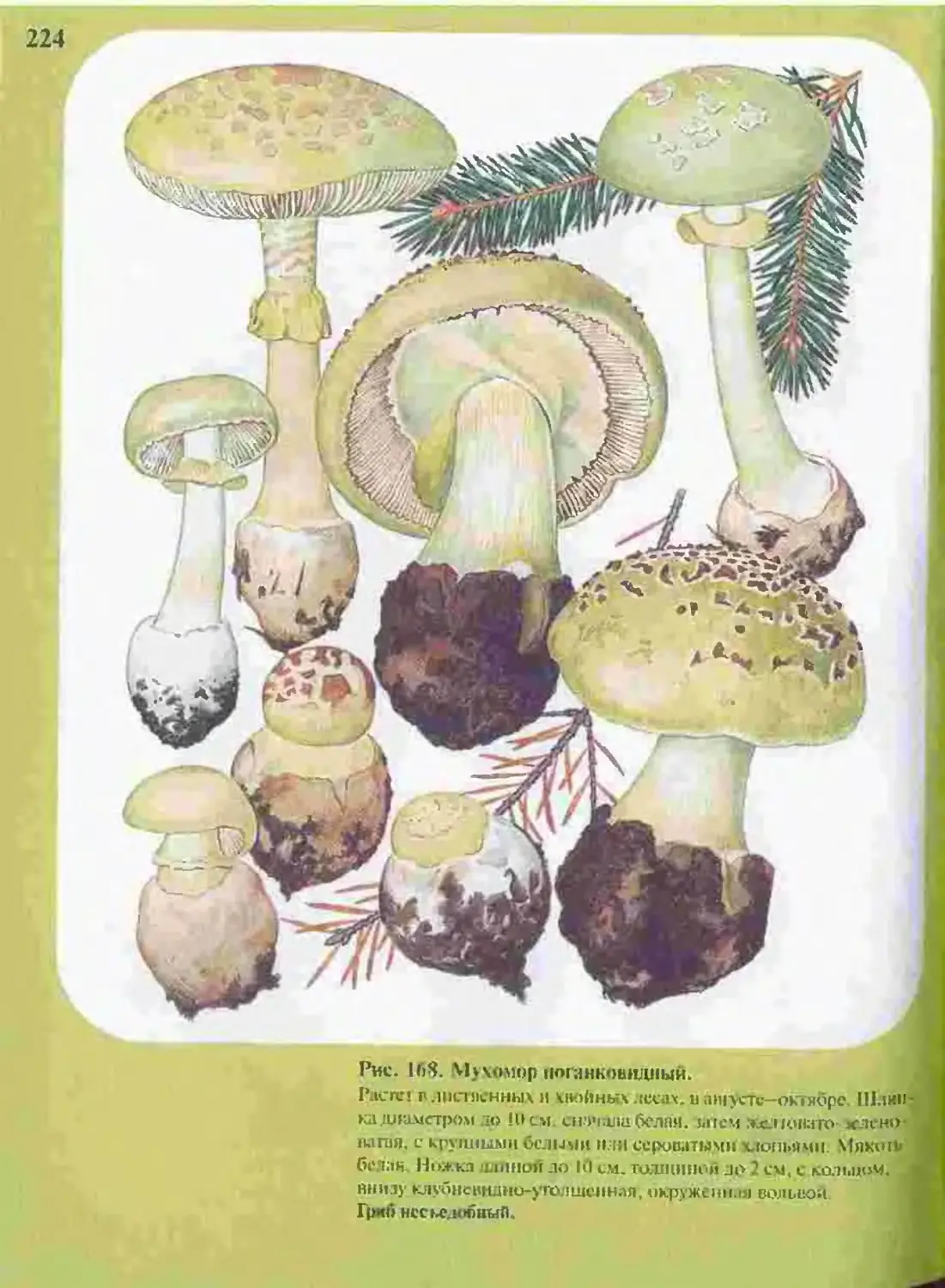 Причудливые грибы в атласе определителе