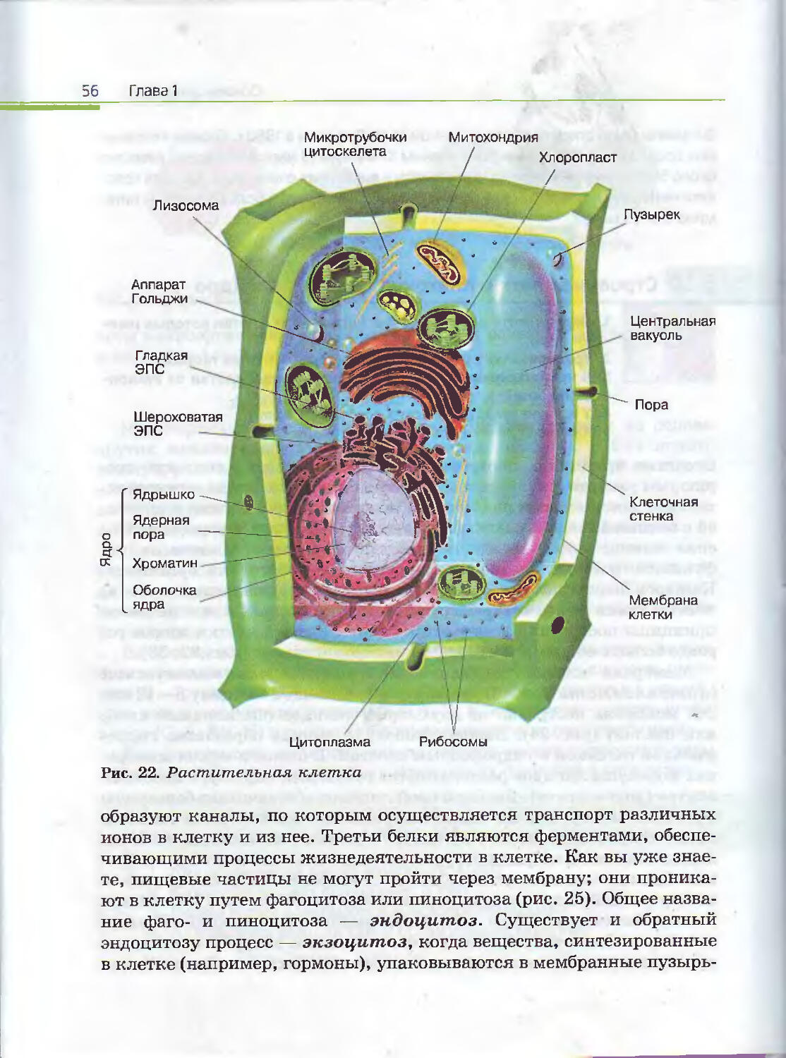органоиды раст и животной клетки фото 108