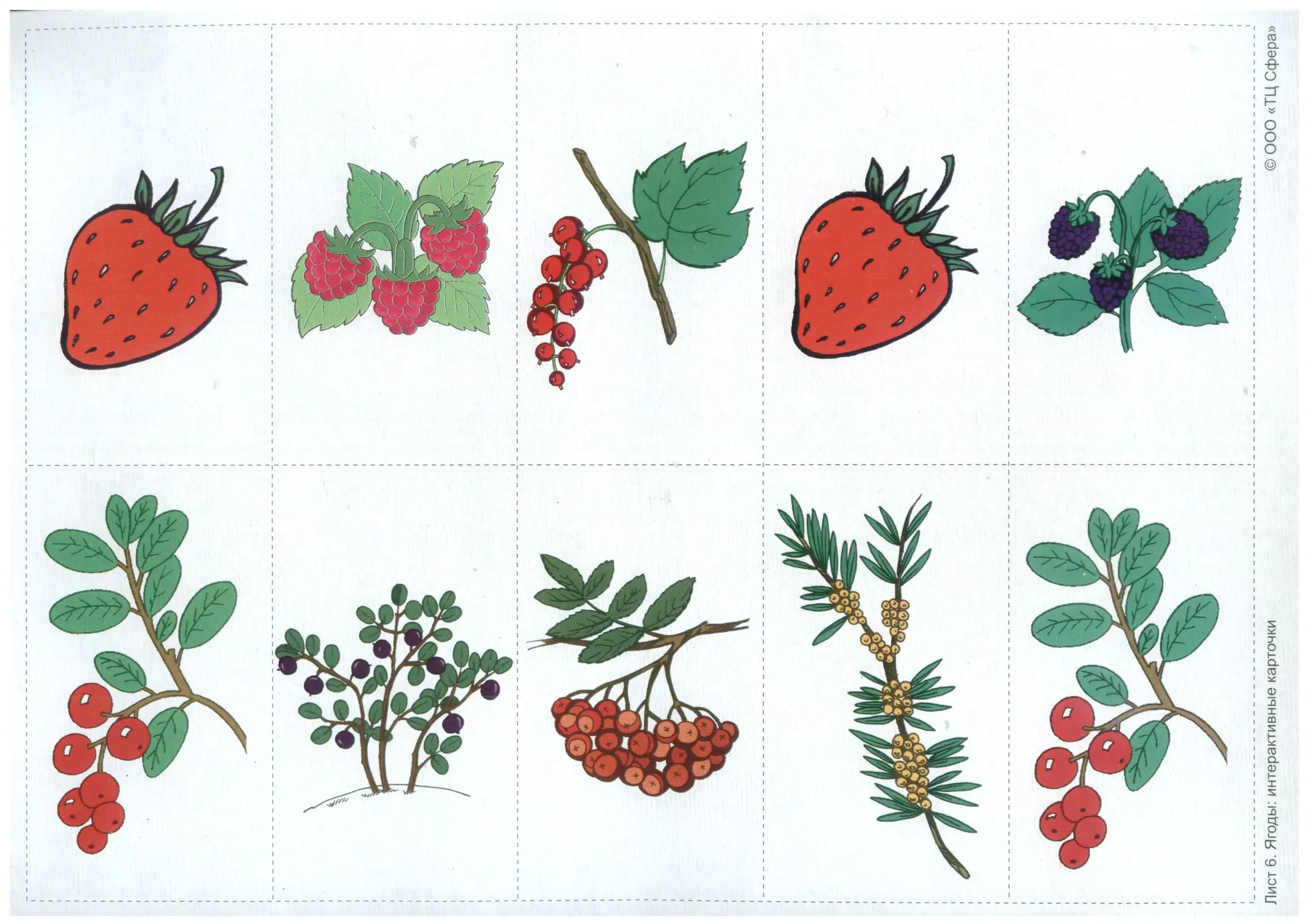 Лесные ягоды для детского сада