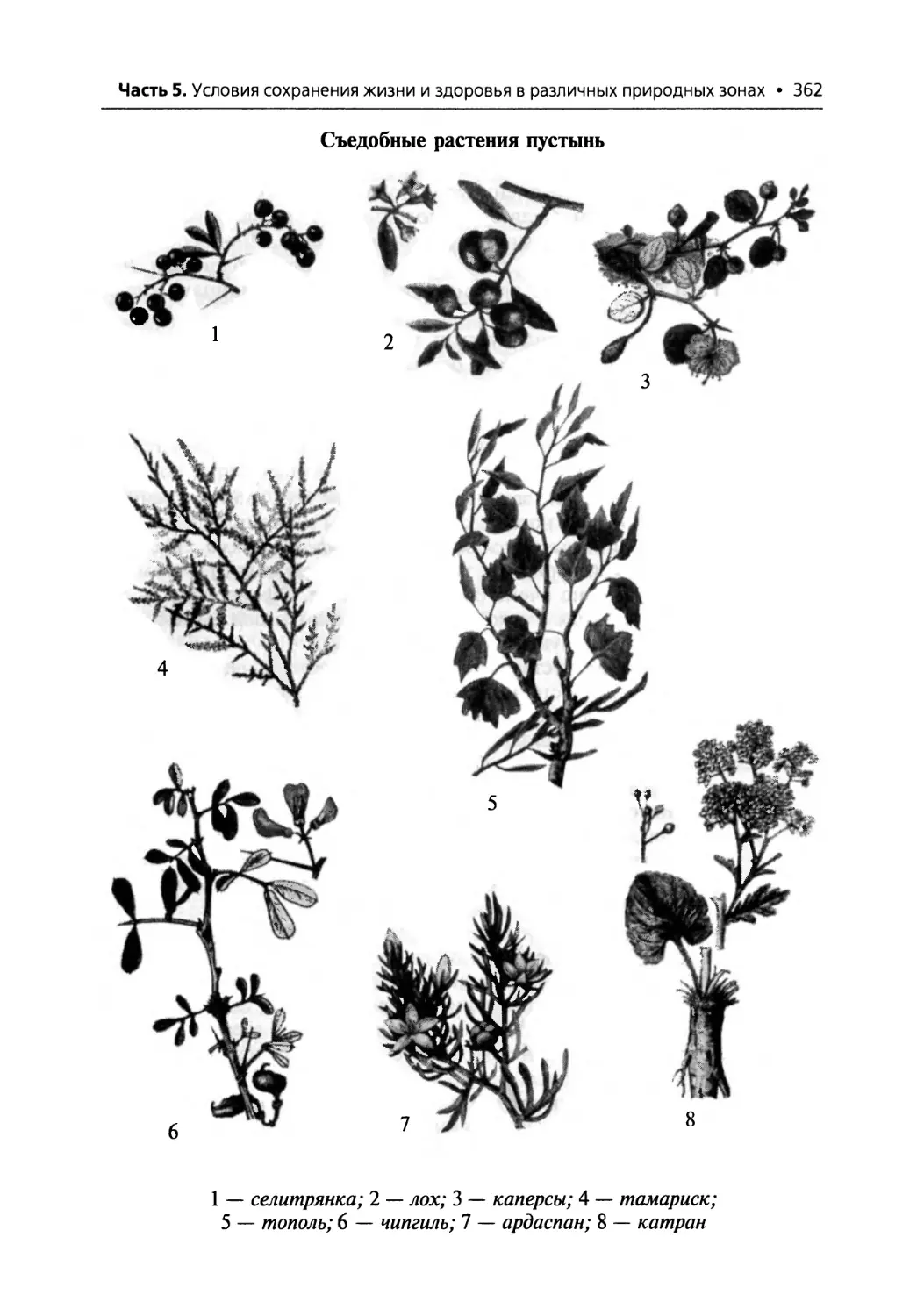 Рисунки съедобных растений Челябинской области карандашом