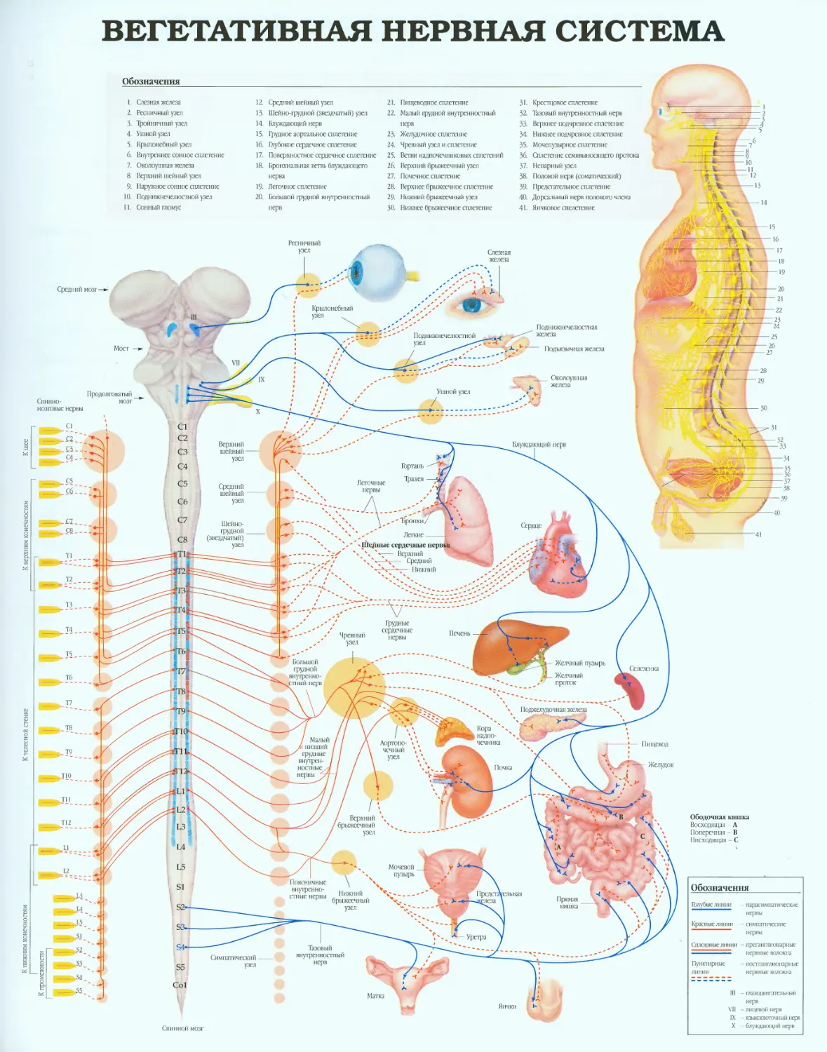 04.вегетативная нервная система