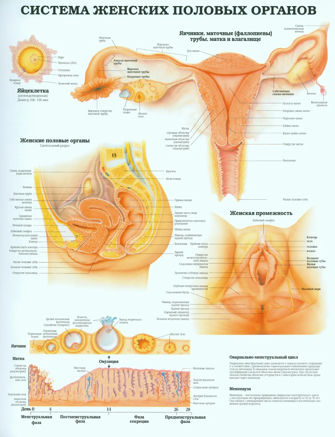08.система женских половых органов