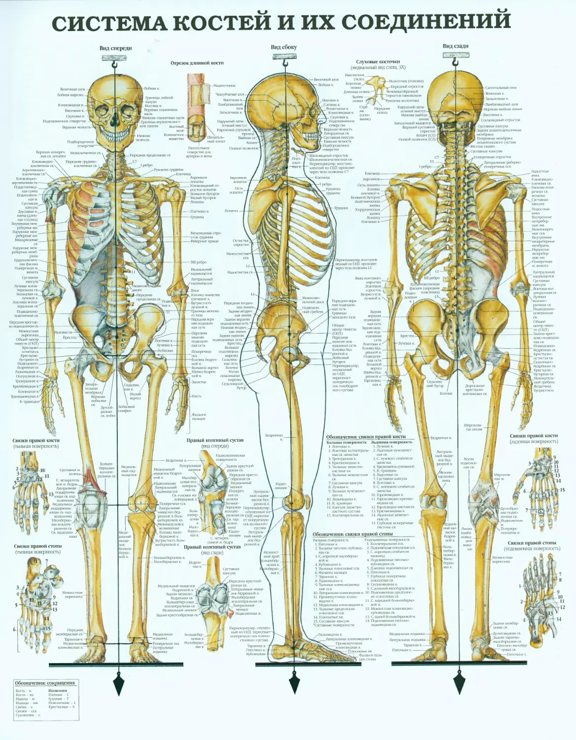 12.система костей и их соединений