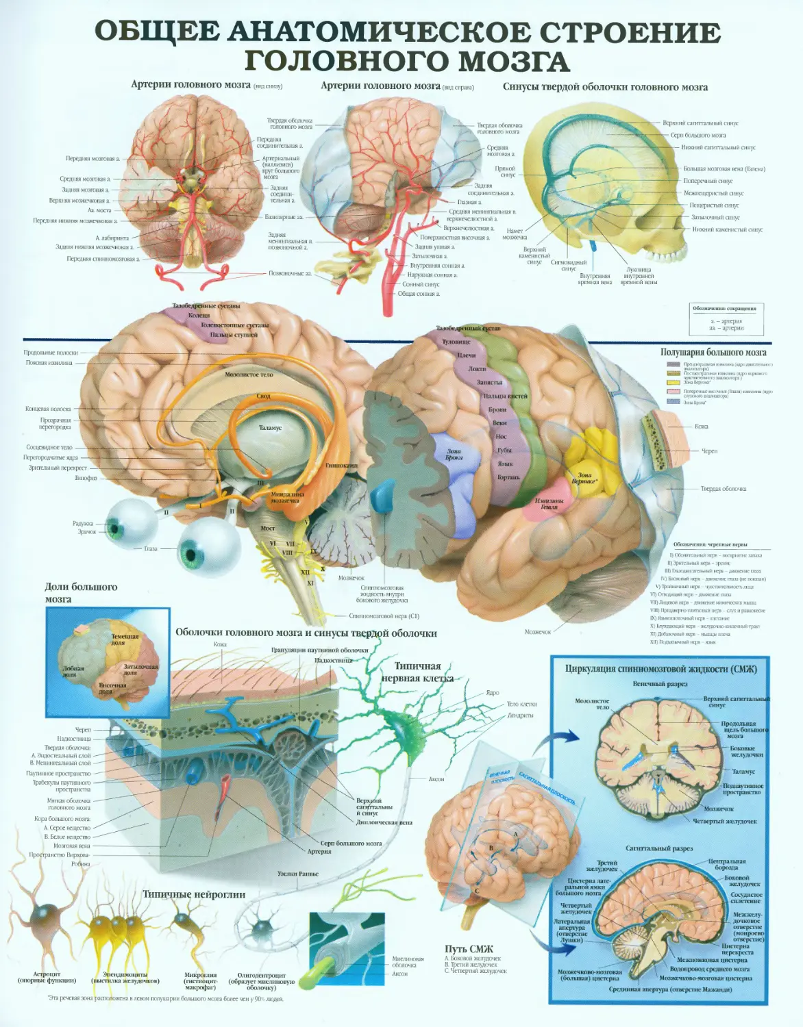 16.общее анатомическое строение головного мозга