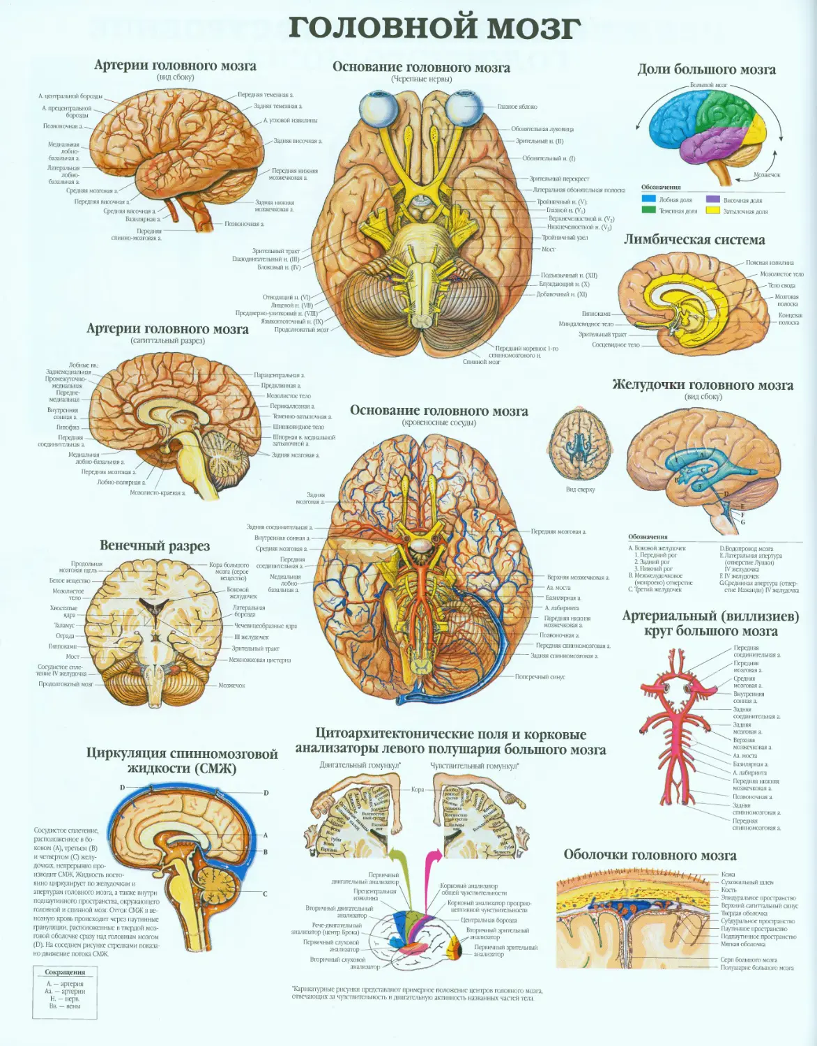 17.головной мозг