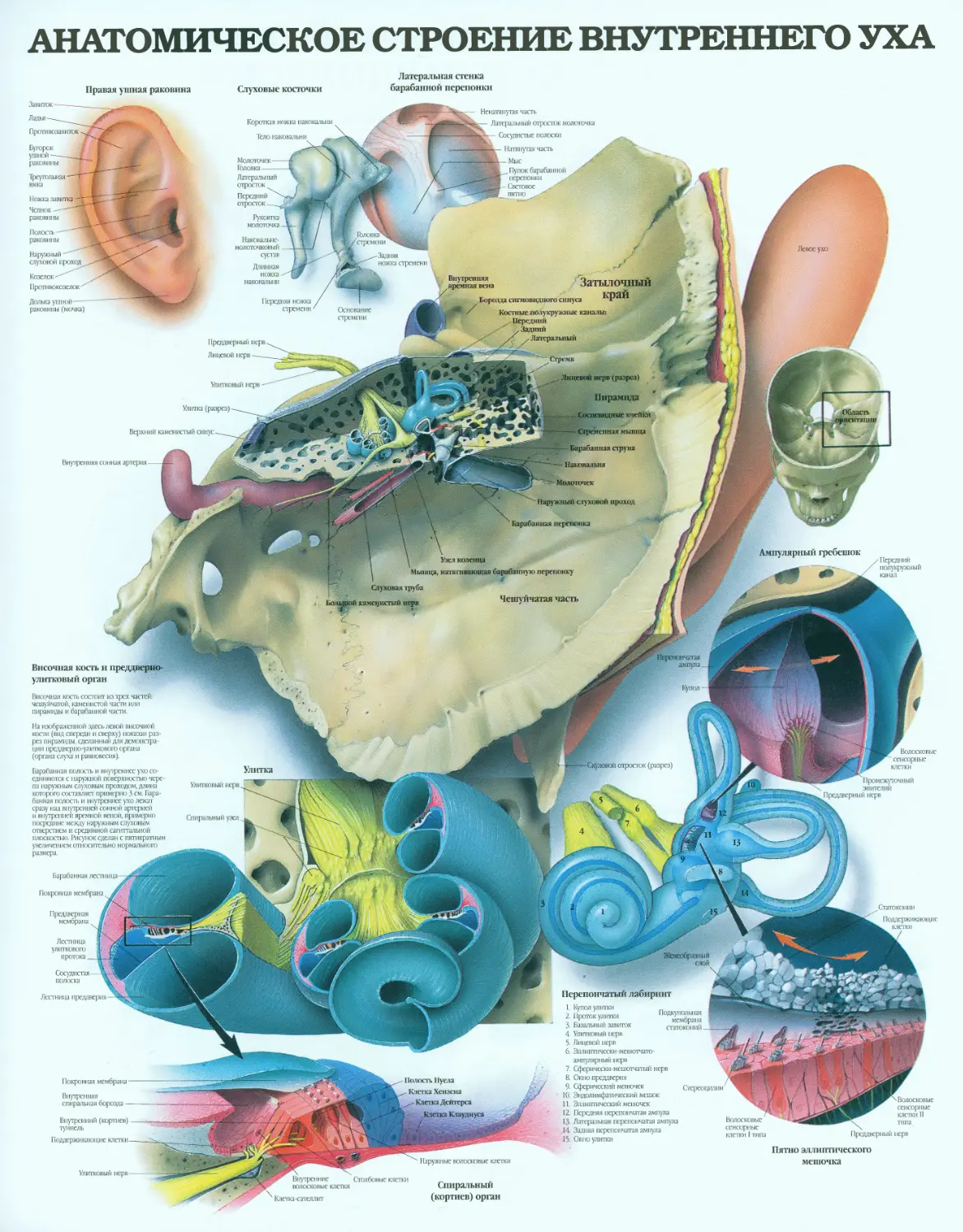 18.анатомическое строение внутреннего уха