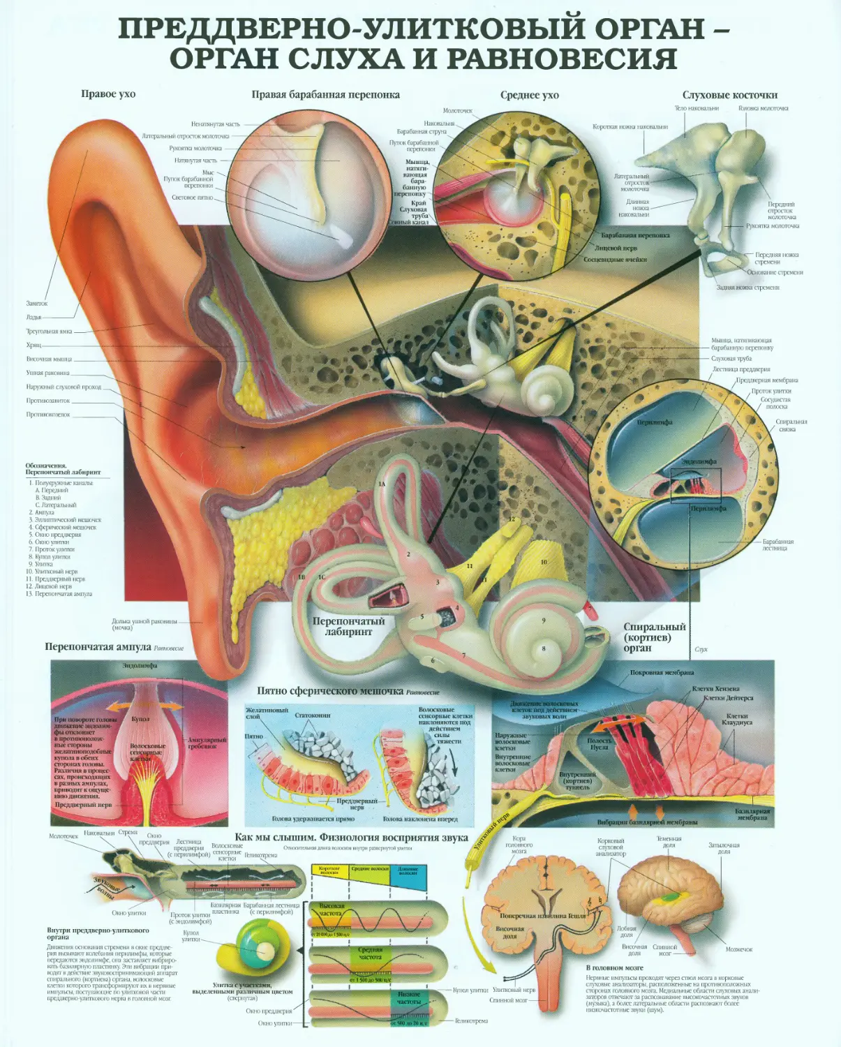 19.преддверно-улитковый орган - орган слуха и равновесия