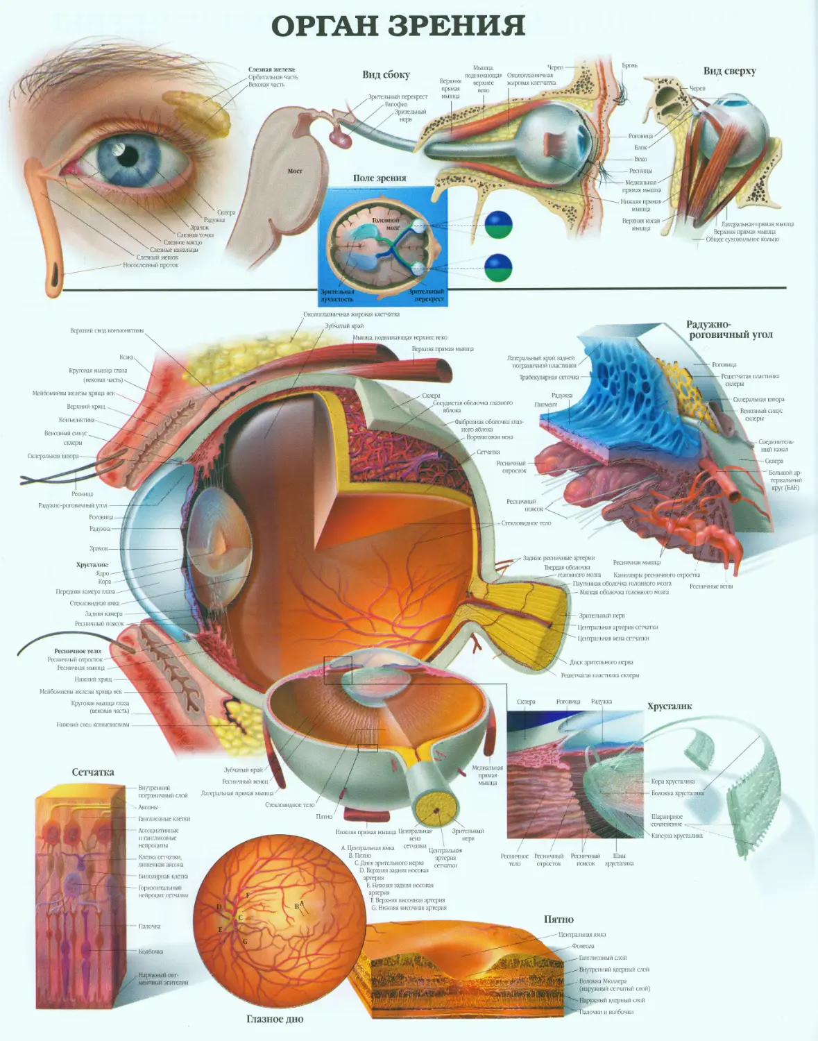 23.орган зрения