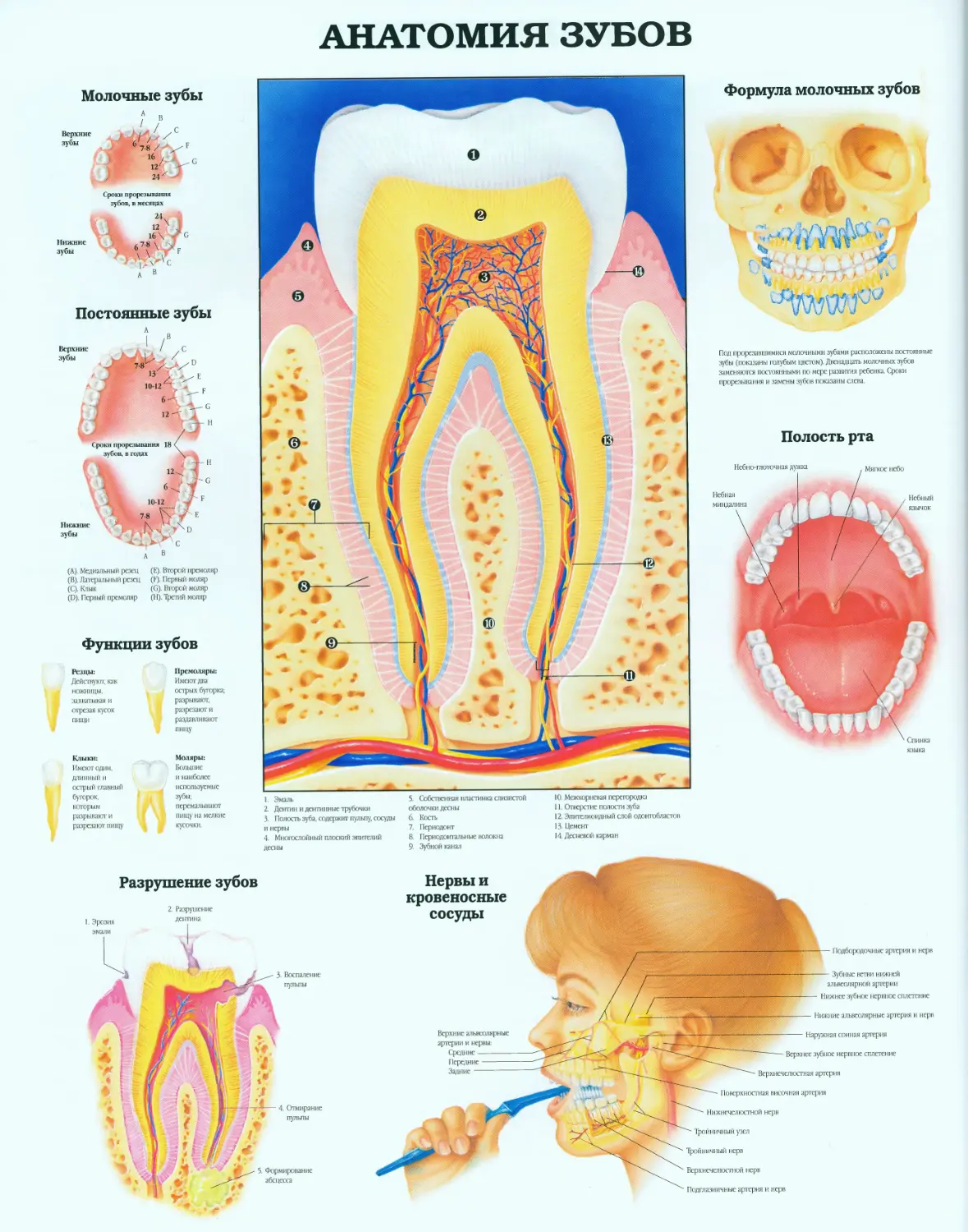 25.анатомия зубов