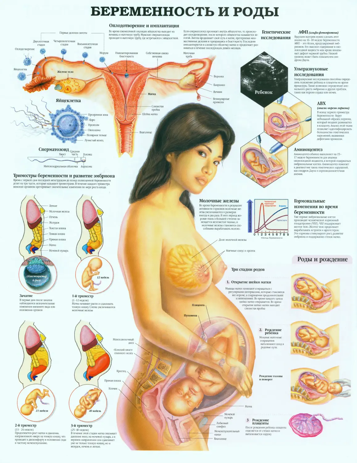 37.беременность и роды