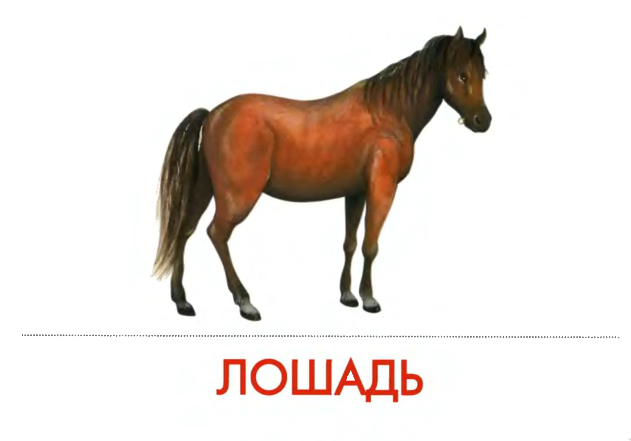 Лошадь карточка для детей