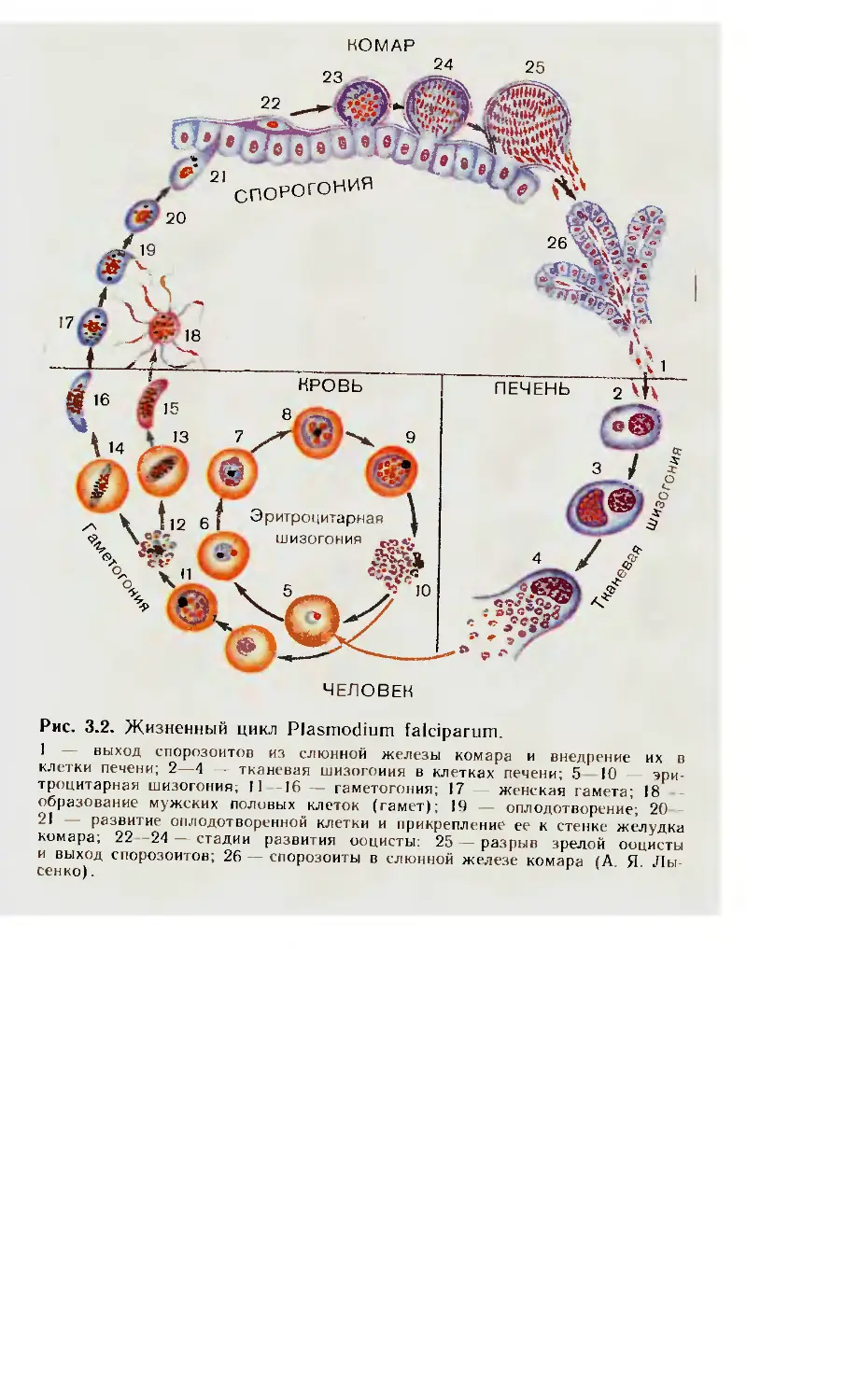 Хозяев в цикле развития малярийного плазмодия. Цикл развития малярийного плазмодия. Жизненный цикл Plasmodium Vivax схема. Цикл развития малярийного плазмодия схема кратко. Последовательность жизненного цикла малярийного плазмодия.