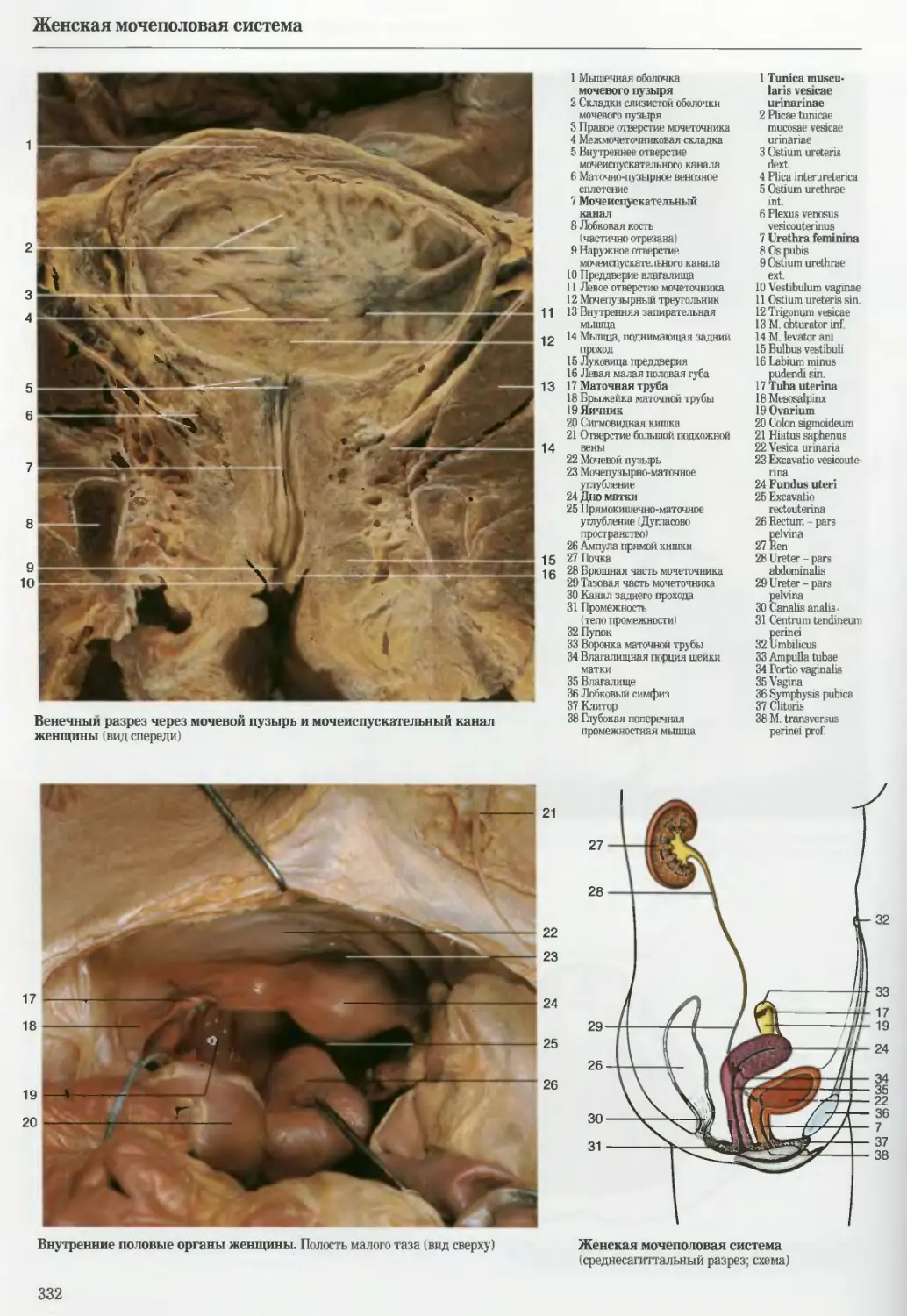 Анатомия человека Мочеполовая система женщины