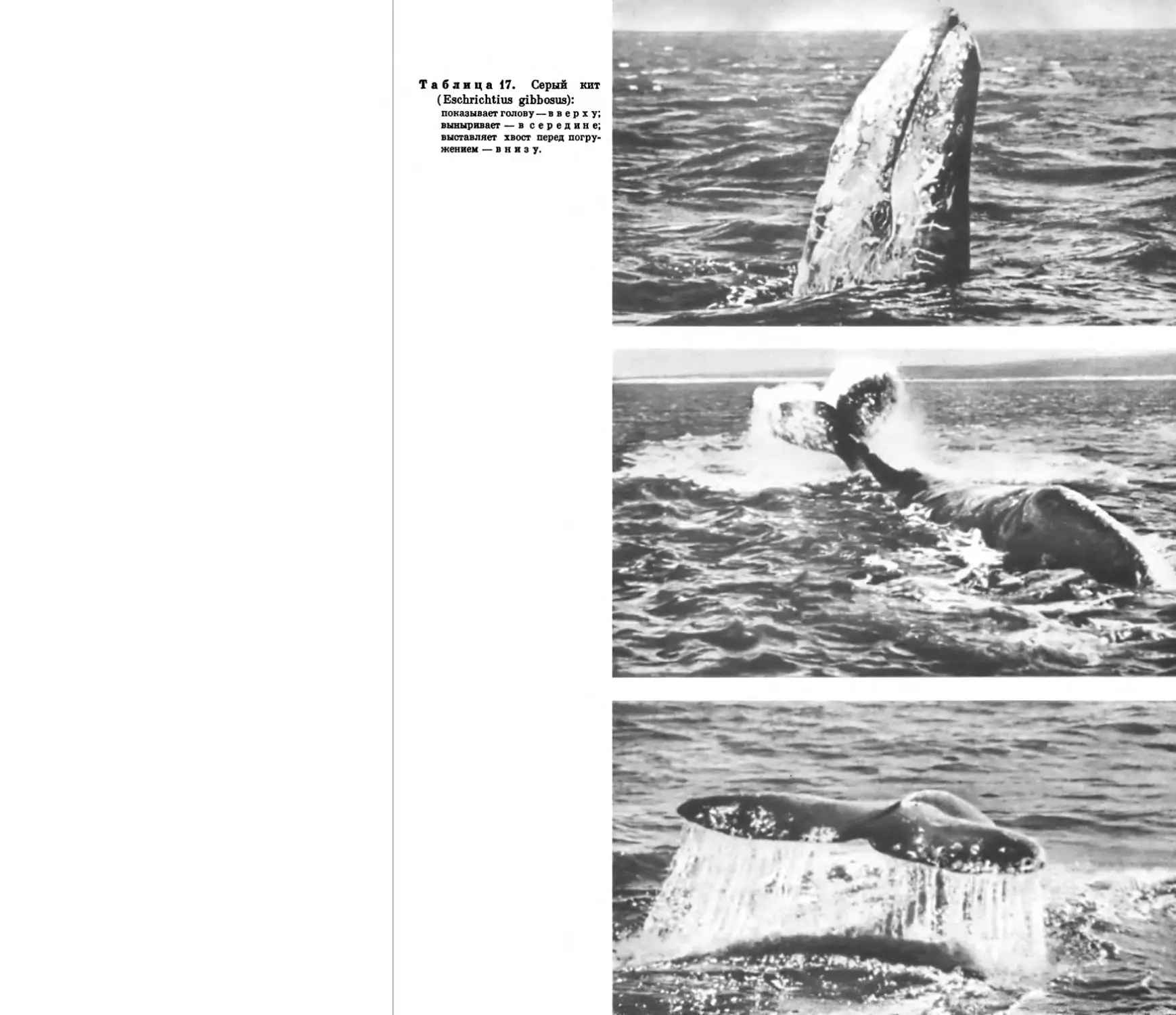 17. Серый кит