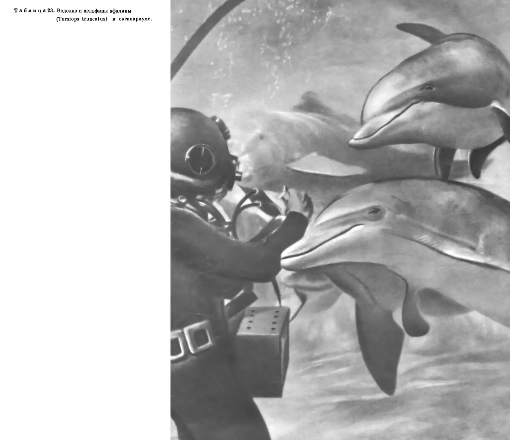 23. Водолаз и дельфины афалины