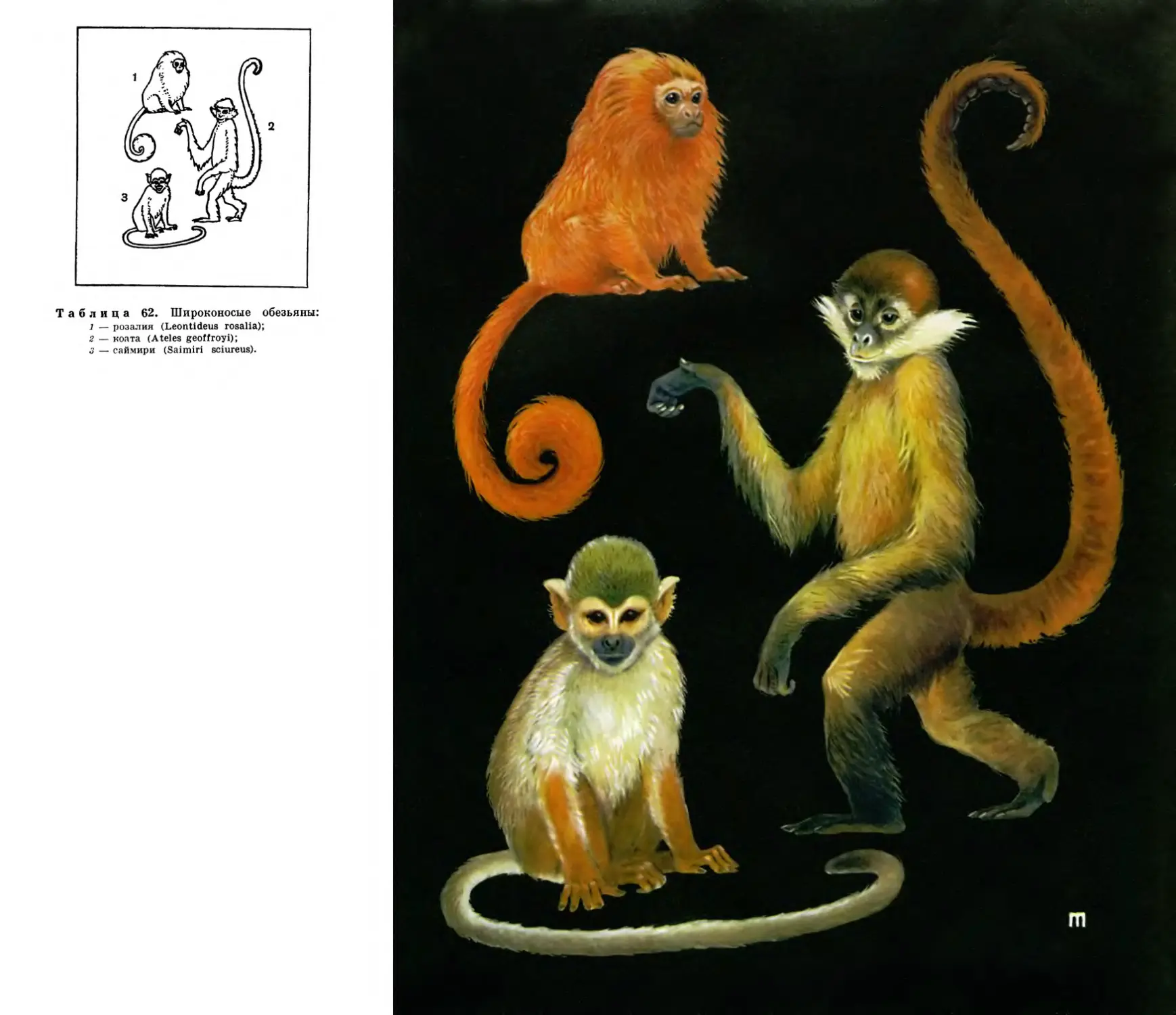 62. Широконосые обезьяны - саймири