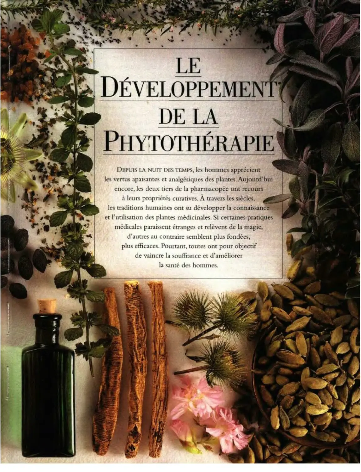 DÉVELOPPEMENT DE LA PHYTOTHÉRAPIE