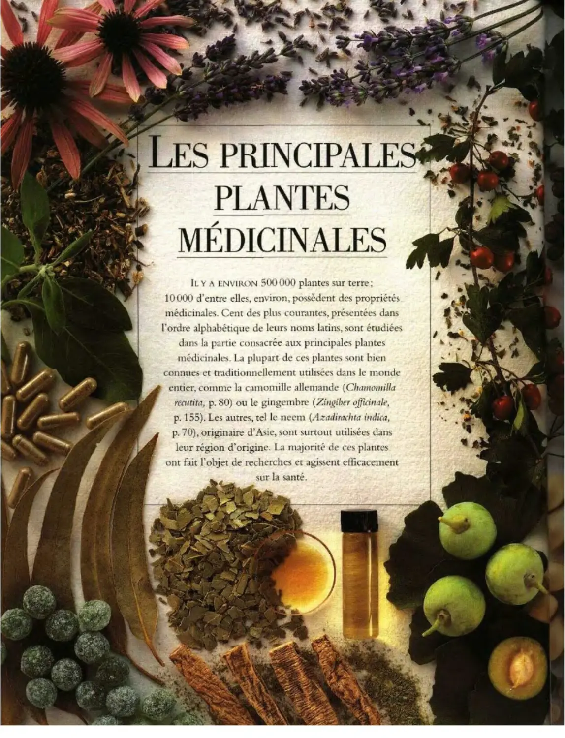 PRINCIPALES PLANTES MÉDICINALES
B
C
D et E
G
H I  J et K
L
M
O et P
Q et R
S
T V et W