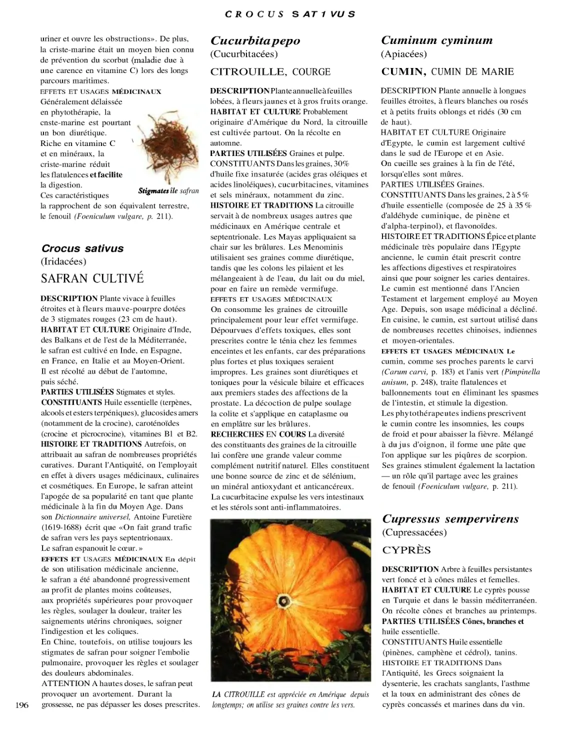 CITROUILLE
CUMIN
CYPRÈS
SAFRAN CULTIVÉ