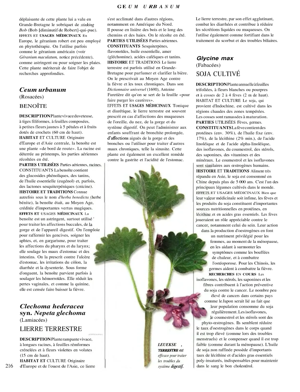 BENOÎTE
LIERRE TERRESTRE
SOJA CULTIVÉ