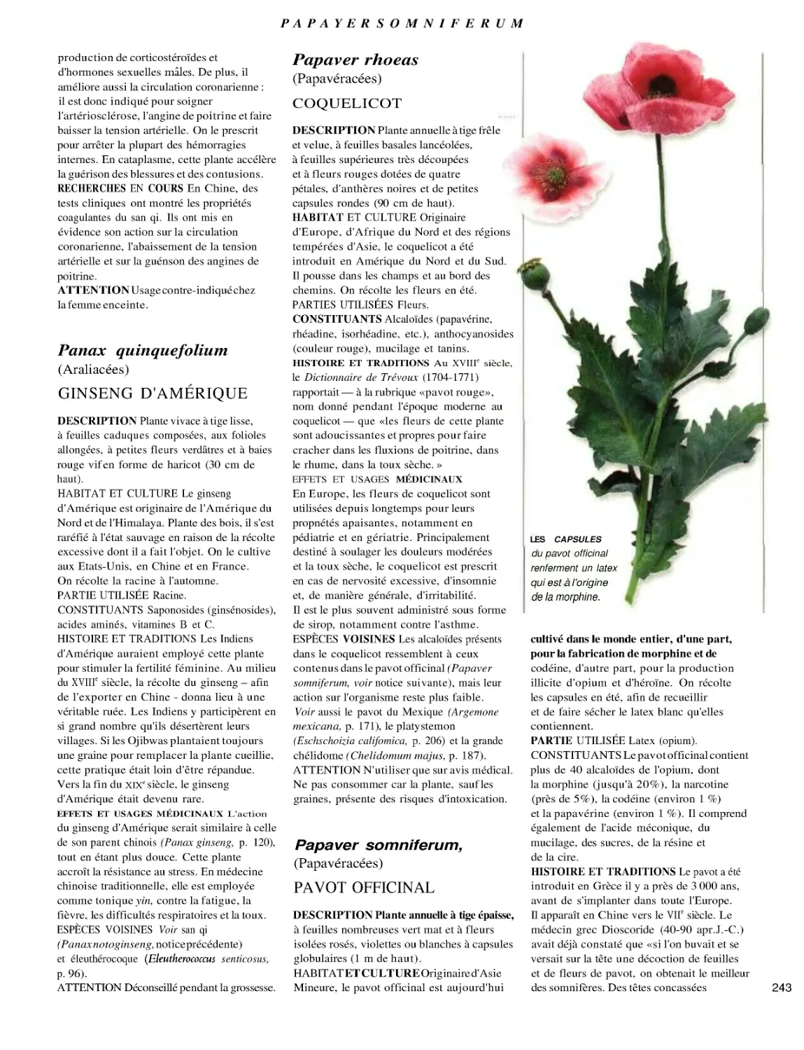 COQUELICOT
GINSENG D'AMÉRIQUE
PAVOT OFFICINAL