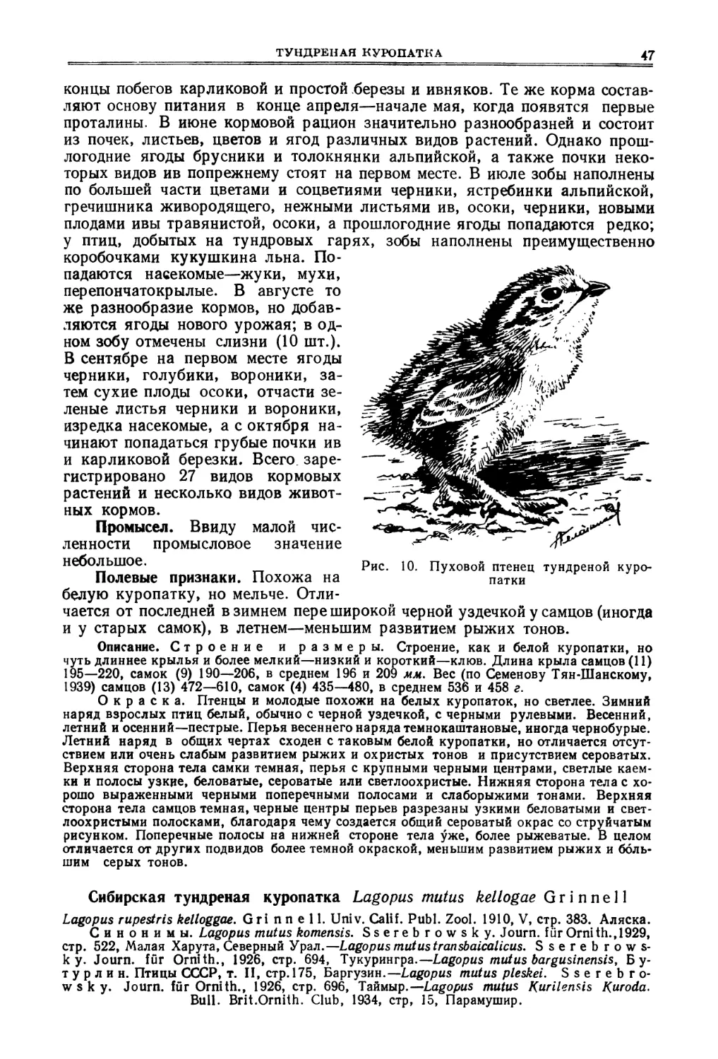 Сибирская тундреная куропатка