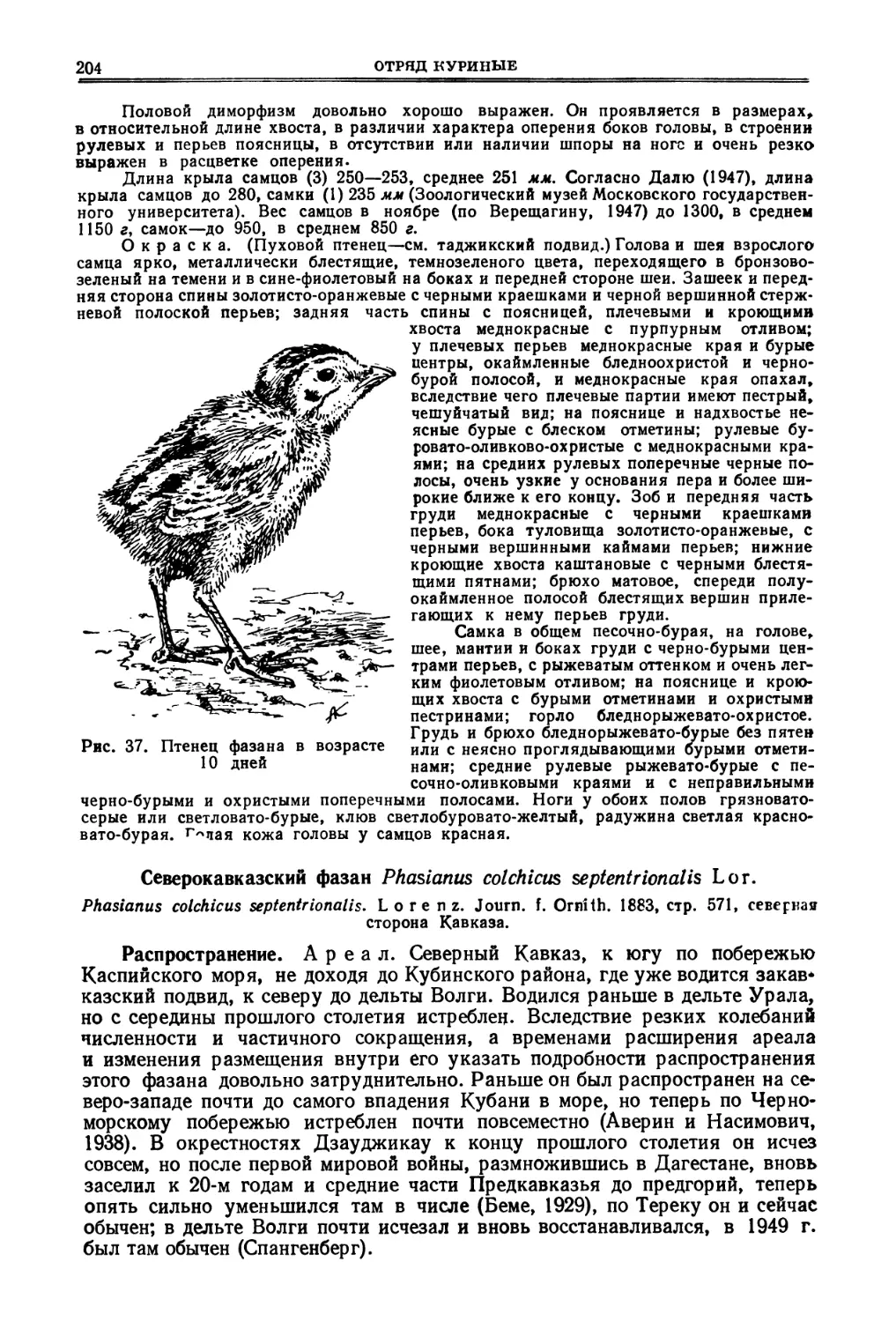 Северокавказский фазан