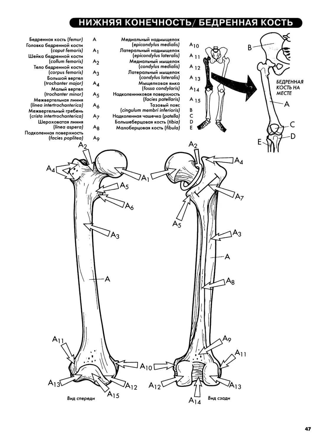 Верхняя конечность — Лучевая и локтевая кости