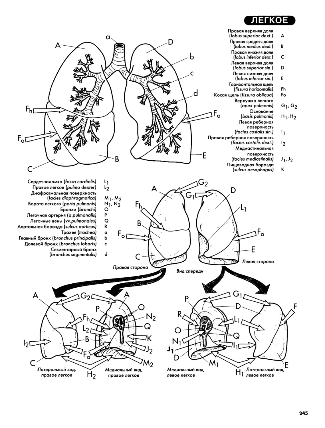 Схема дыхательной системы