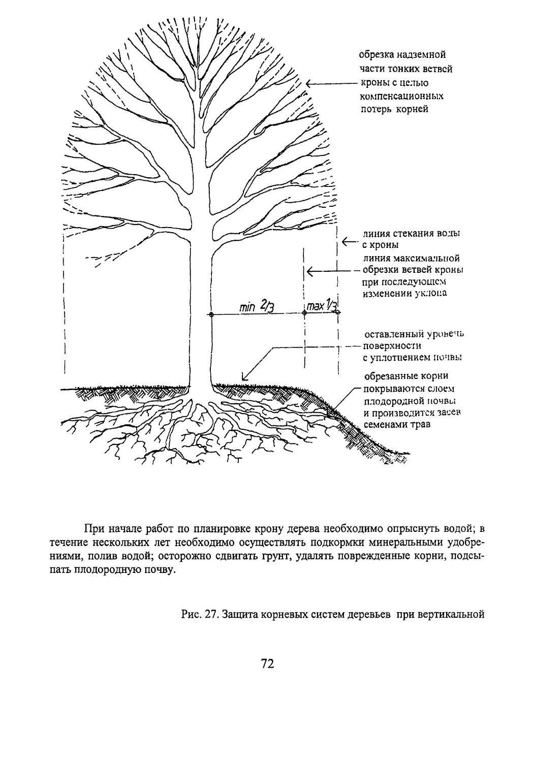 Корневая система деревьев таблица