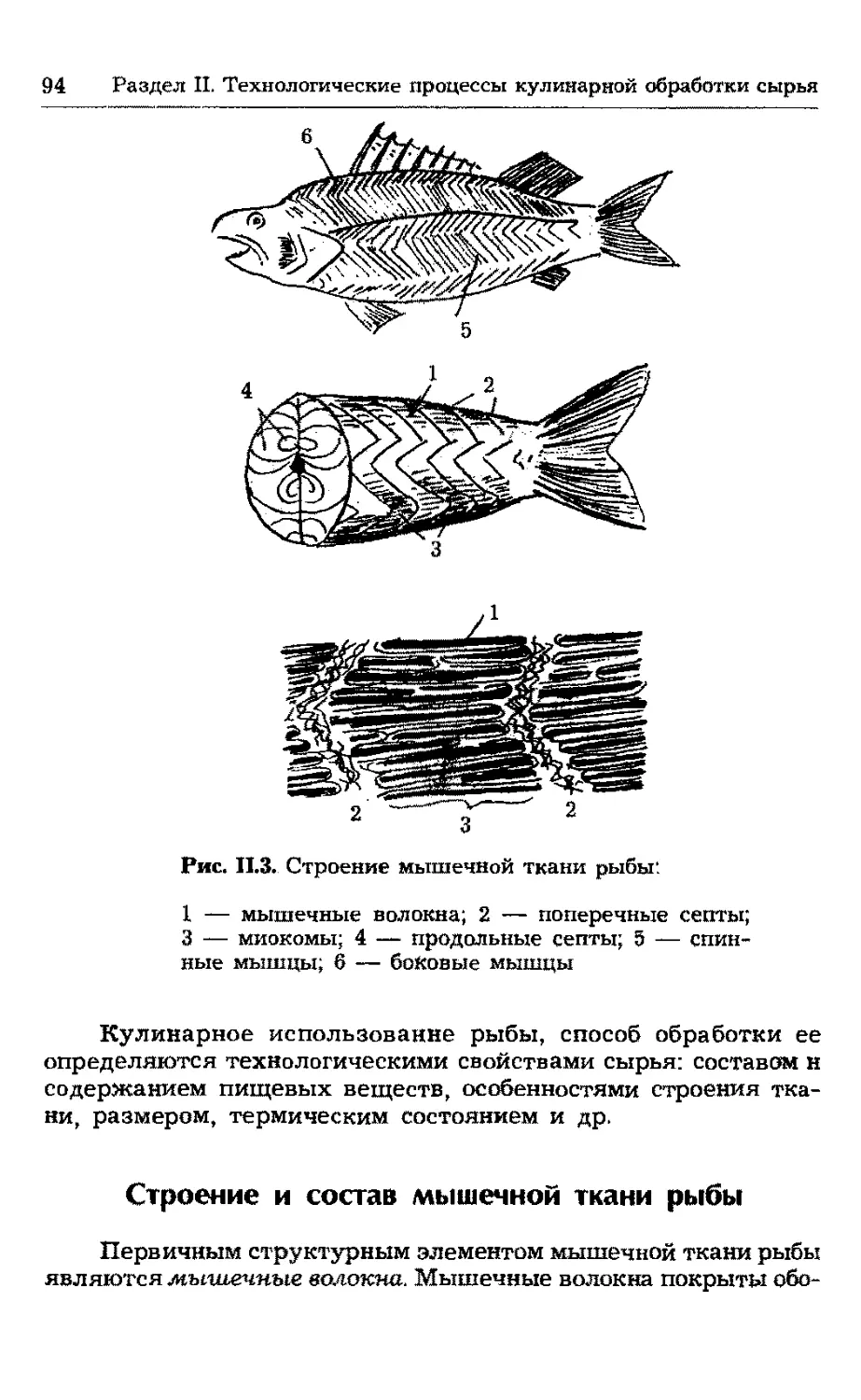 Строение и состав мышечной ткани рыбы