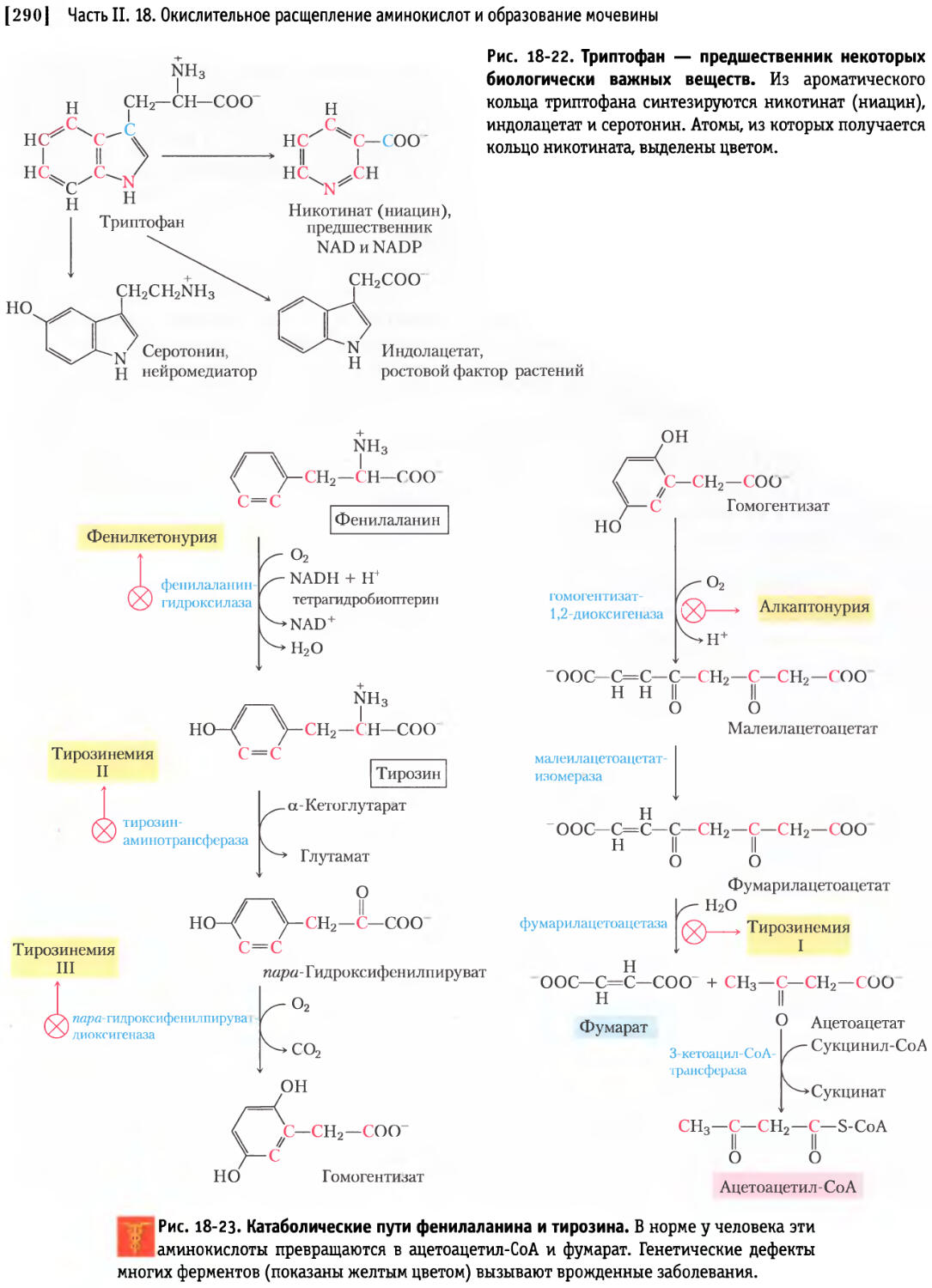 Общие пути метаболизма аминокислот