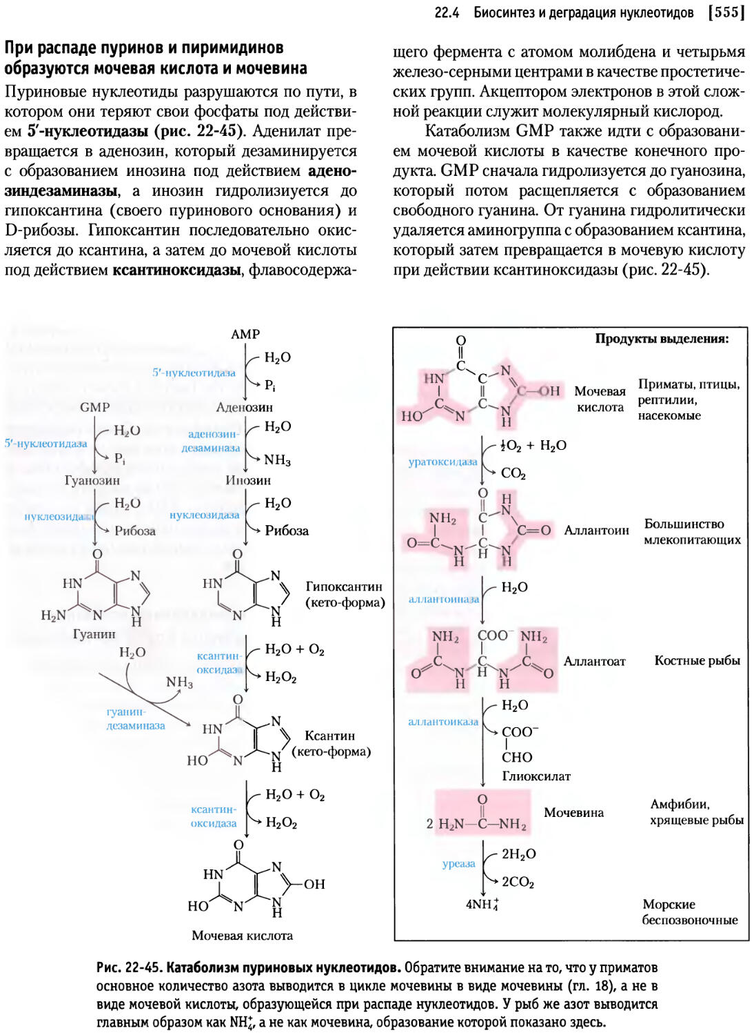 Распад кислоты. Мочевая кислота конечный продукт катаболизма пуриновых нуклеотидов. Деградация пуриновых нуклеотидов. Схема синтеза и катаболизма пуриновых нуклеотидов. Схема катаболизма пуриновых нуклеотидов.