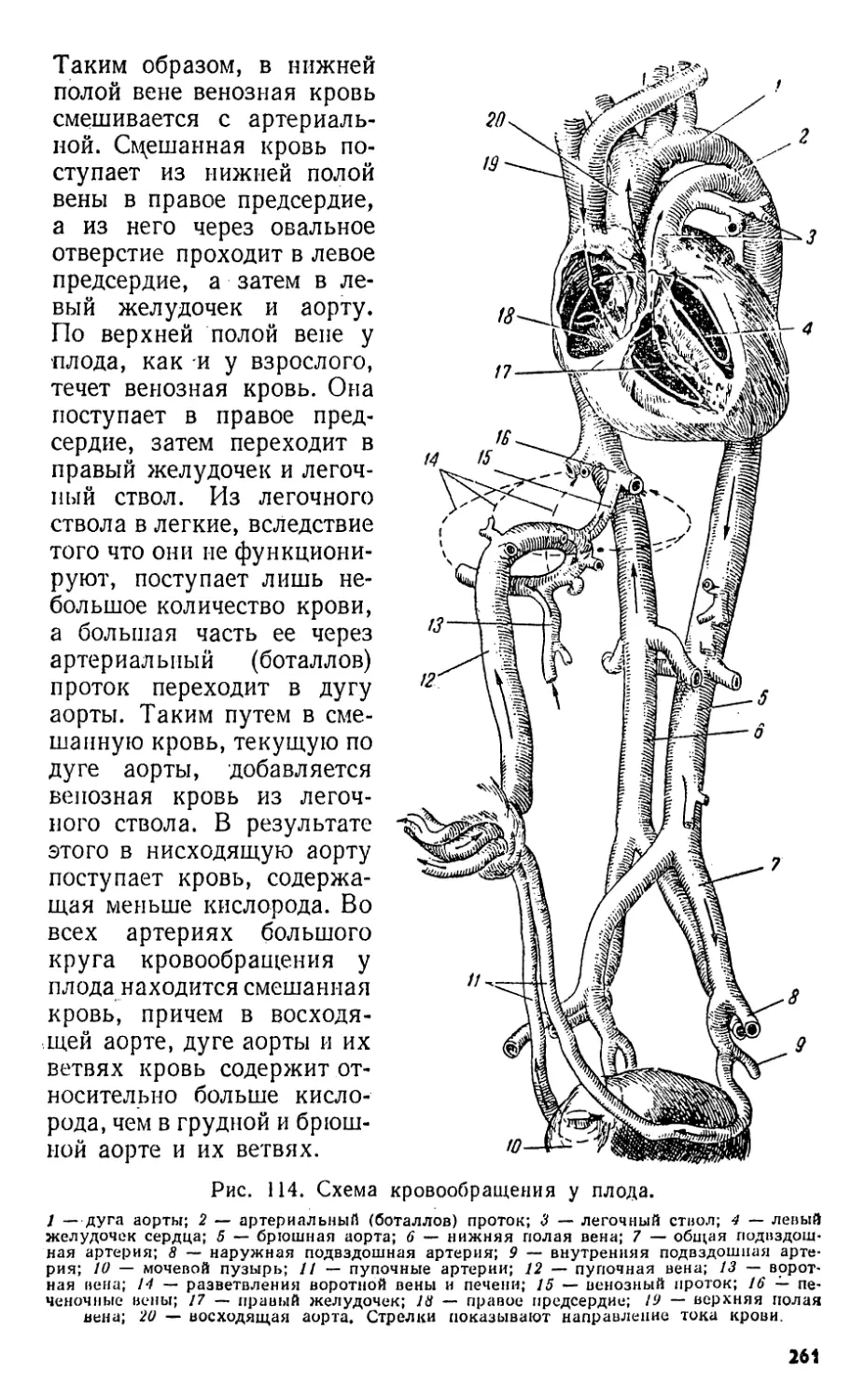 2.2. Соединения костей