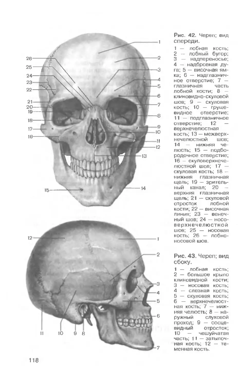 Строение черепа человека вид спереди и сбоку