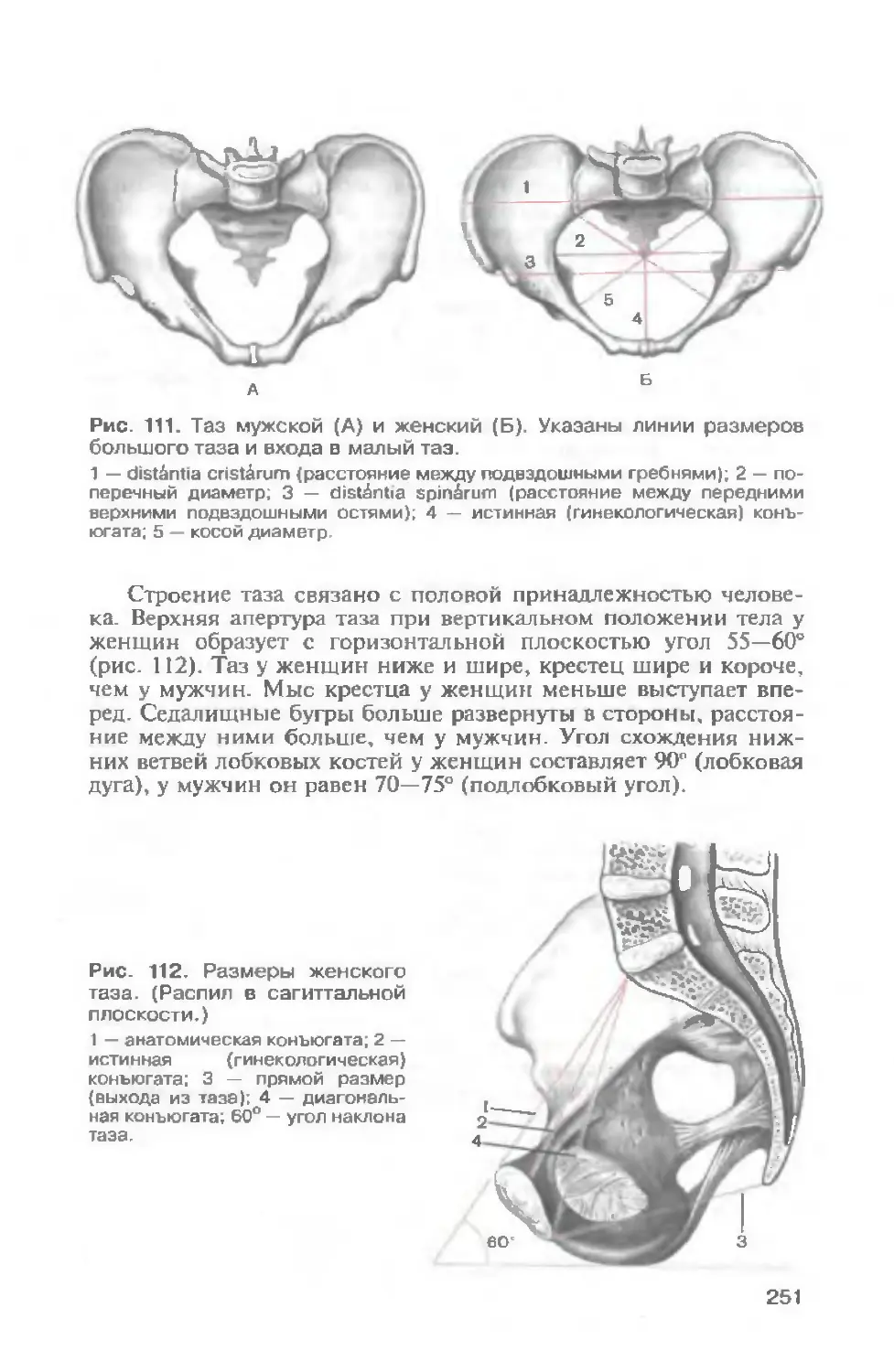 Схема таза женщины