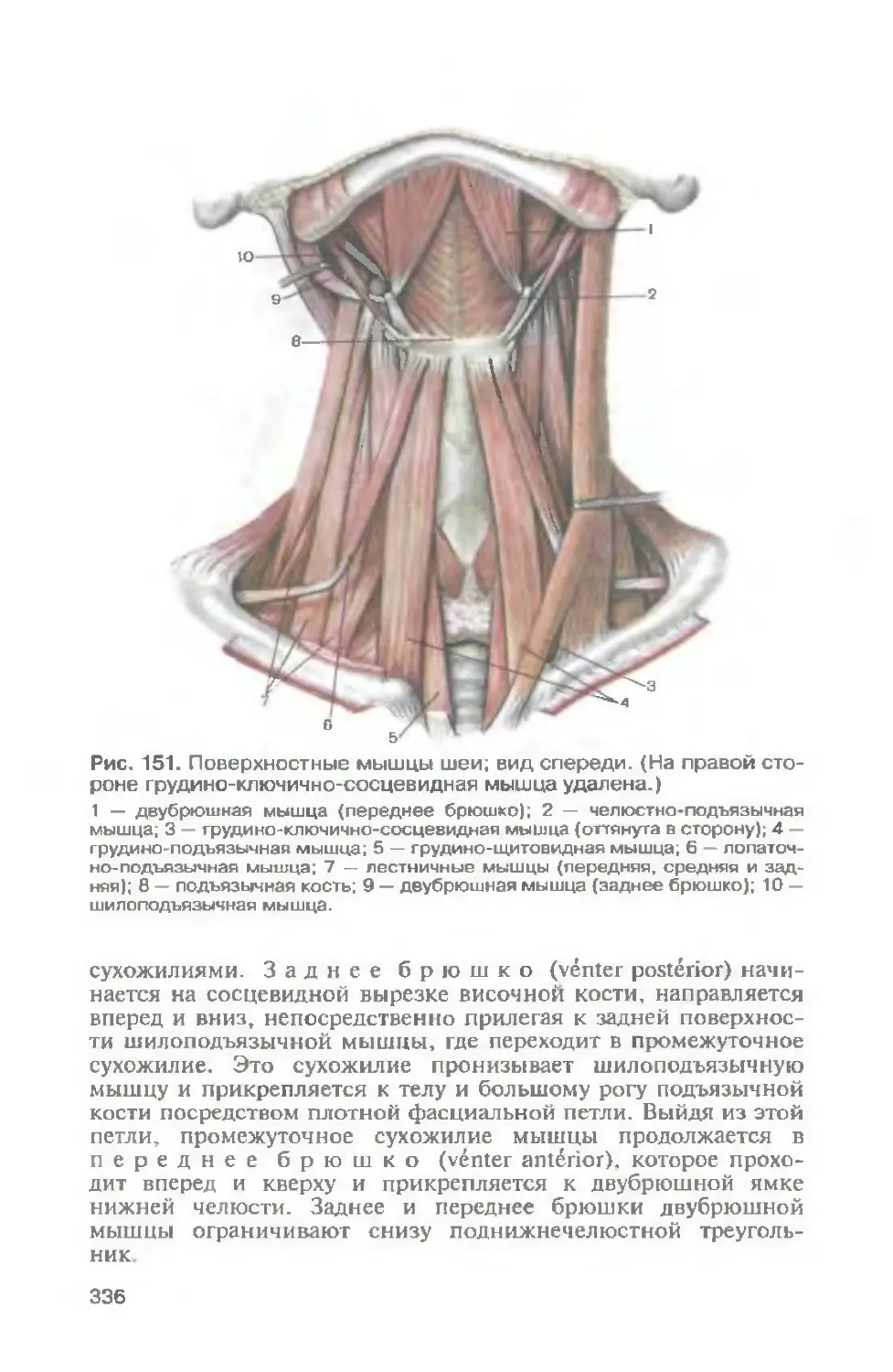 Подбородочно подъязычная мышца анатомия