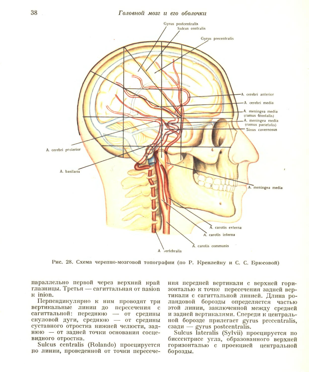 Схема черепно мозговой топографии схема кренлейна