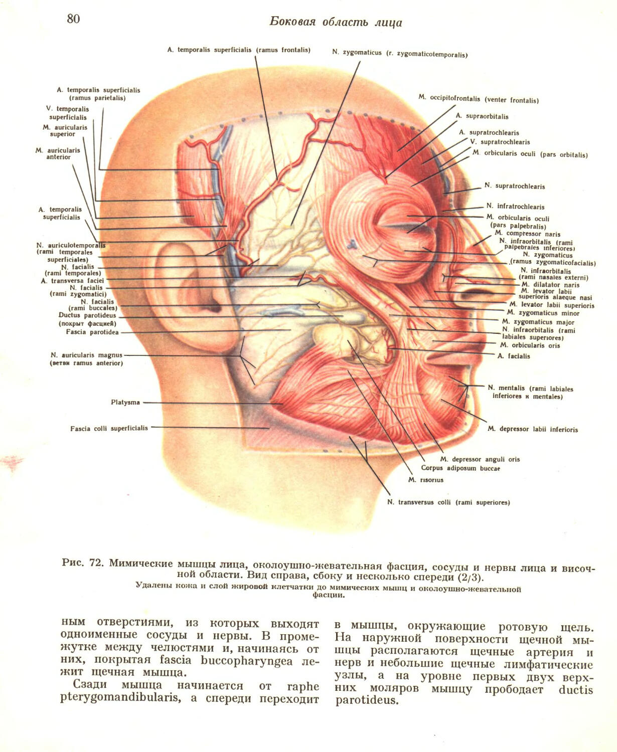 Границы лица. Щечная область топографическая анатомия. Щечная область сосуды и нервы. Щечная область топография околоушной область. Поверхностная боковая область лица топографическая анатомия.