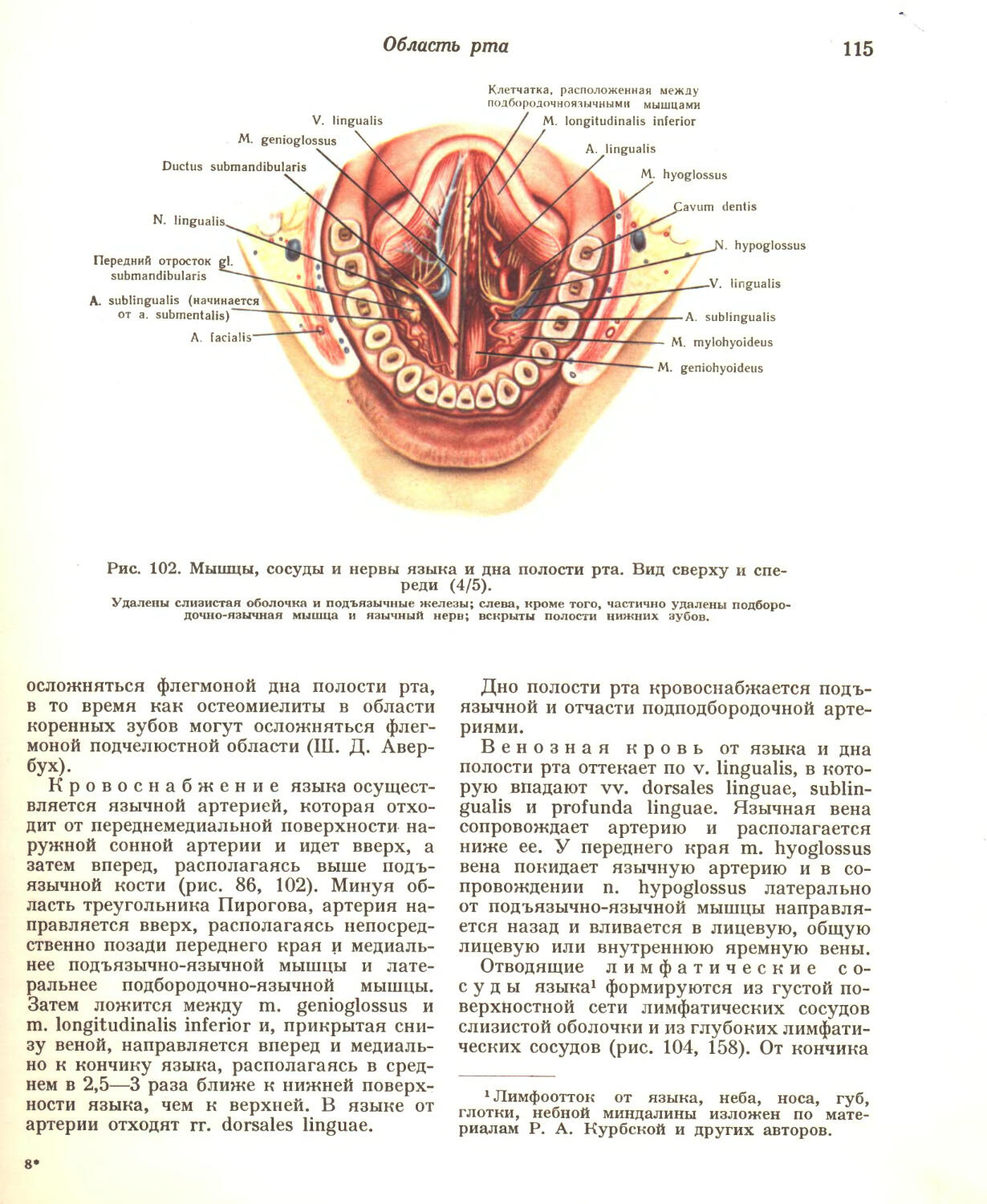Дно полости рта анатомия строение