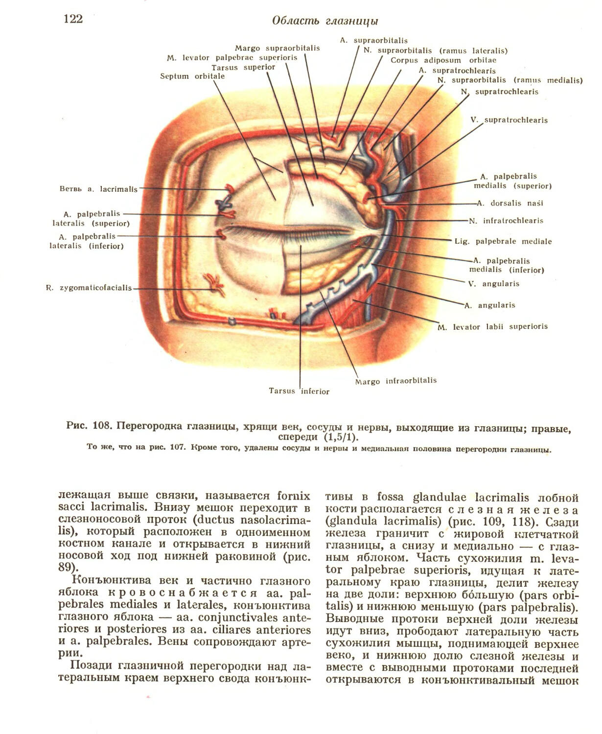 1 строение глазницы. Полость глазницы анатомия. Послойное строение глазницы. Глазничная перегородка анатомия. Область глазницы топографическая анатомия.