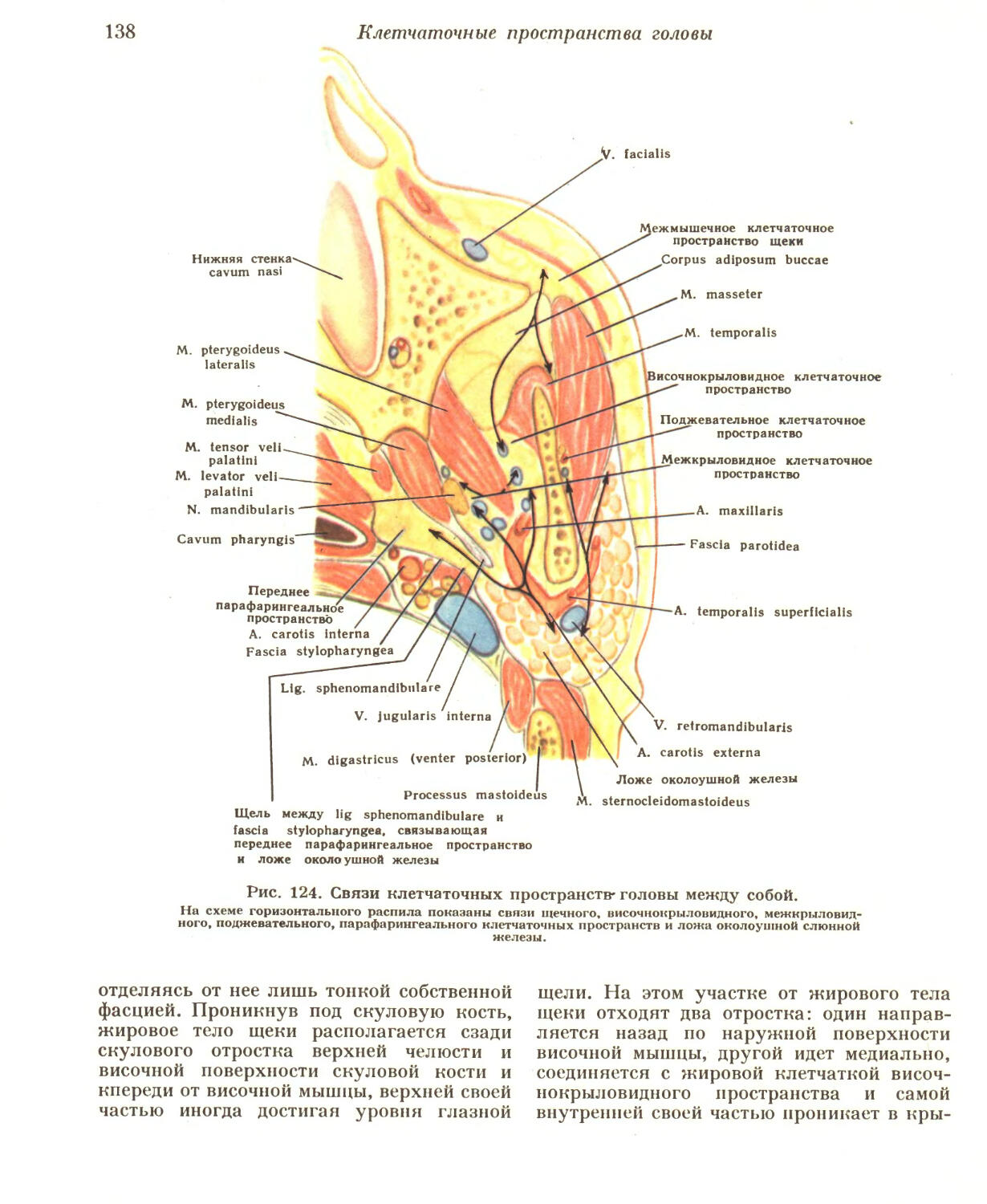 Пространства головы. Клетчаточные пространства глубокой области лица. Клетчаточные пространства лицевого отдела головы. Клетчаточные пространства лицевого отдела черепа. Подкожное клетчаточное пространство свода черепа.