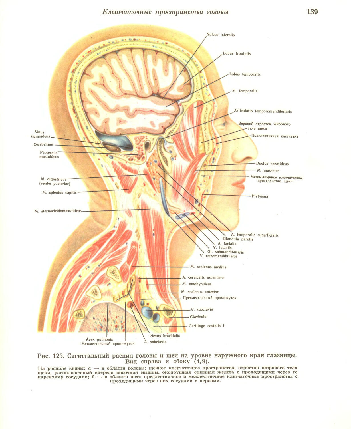 Пространства головы. Клетчаточное пространство головы и шеи. Клетчаточные пространства головы (рис.1):. Клетчаточные пространства головы анатомия. Сагиттальный распил головы и шеи анатомия.