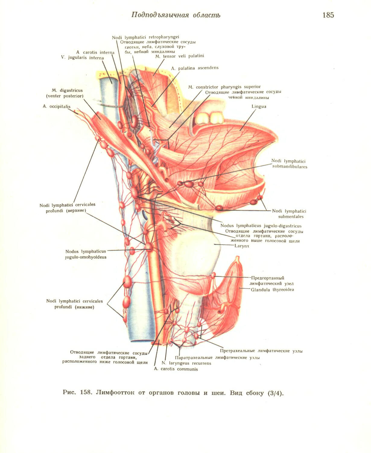 Анатомия гортани лимфоотток